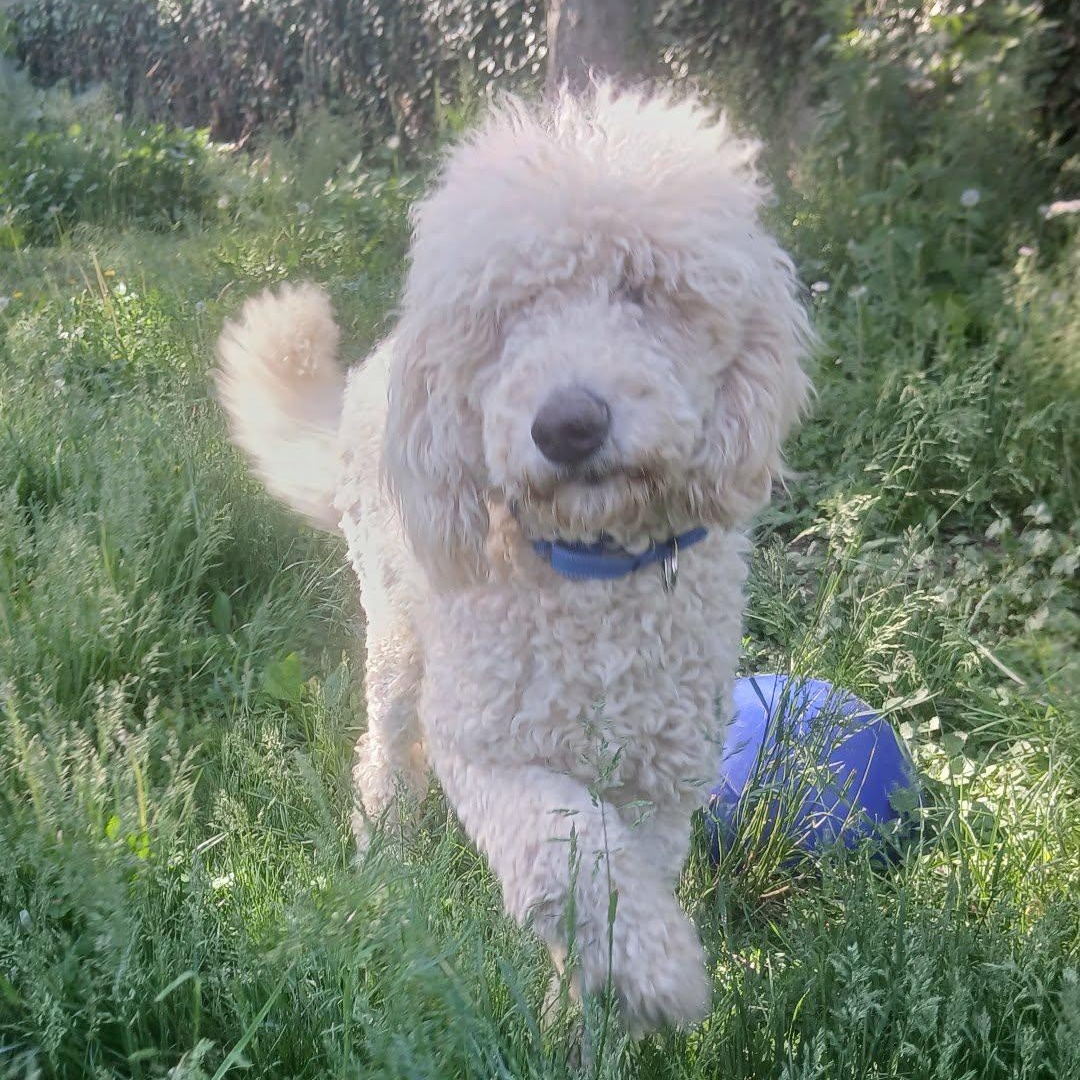 Timmy, an adopted mixed breed in Saugerties, NY image 6/6