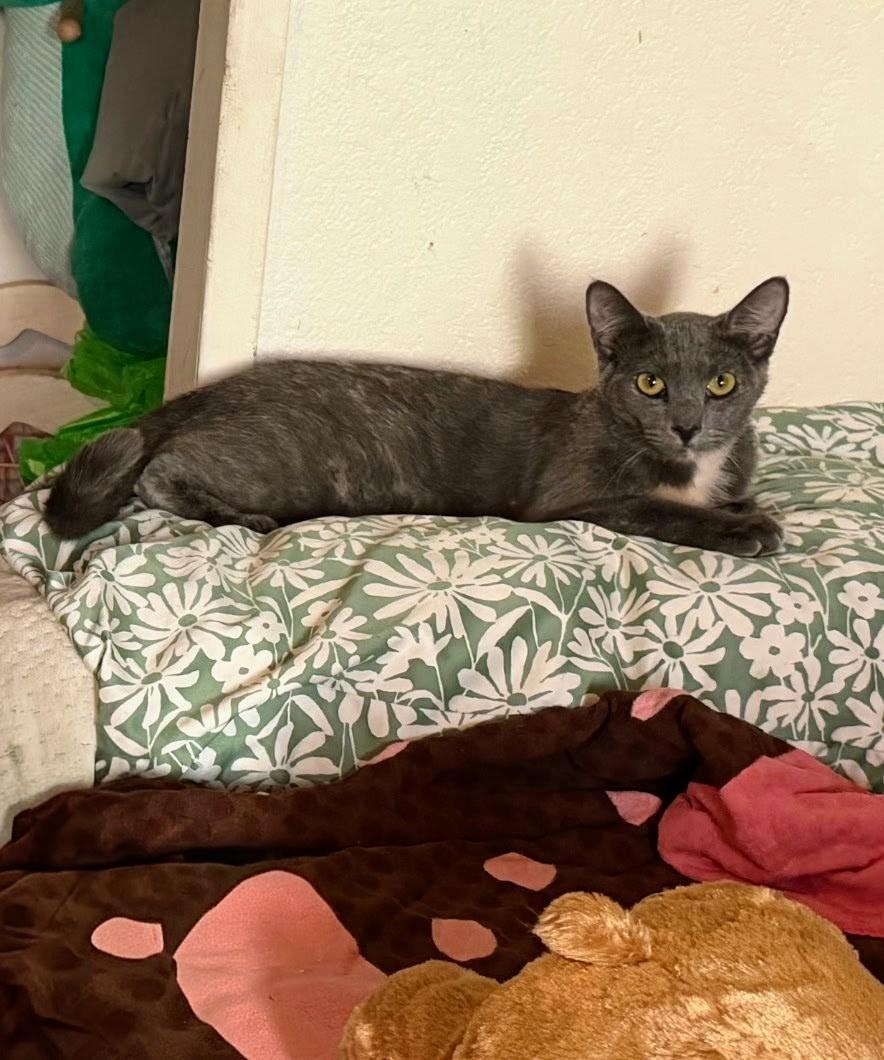 Bonnie & Cleo, a ADOPTABLE Domestic Short Hair in Los Angeles, CA image 3/6