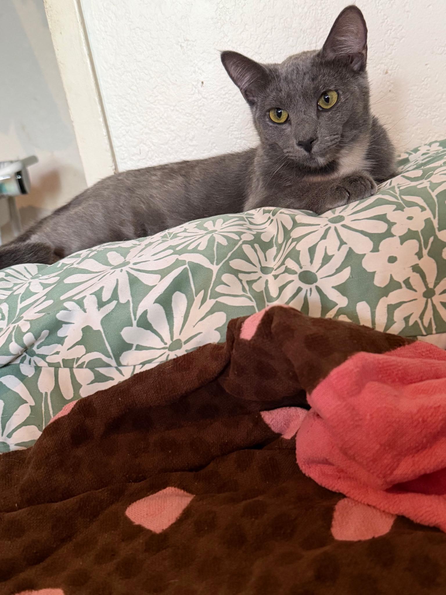 Bonnie & Cleo, a ADOPTABLE Domestic Short Hair in Los Angeles, CA image 5/6