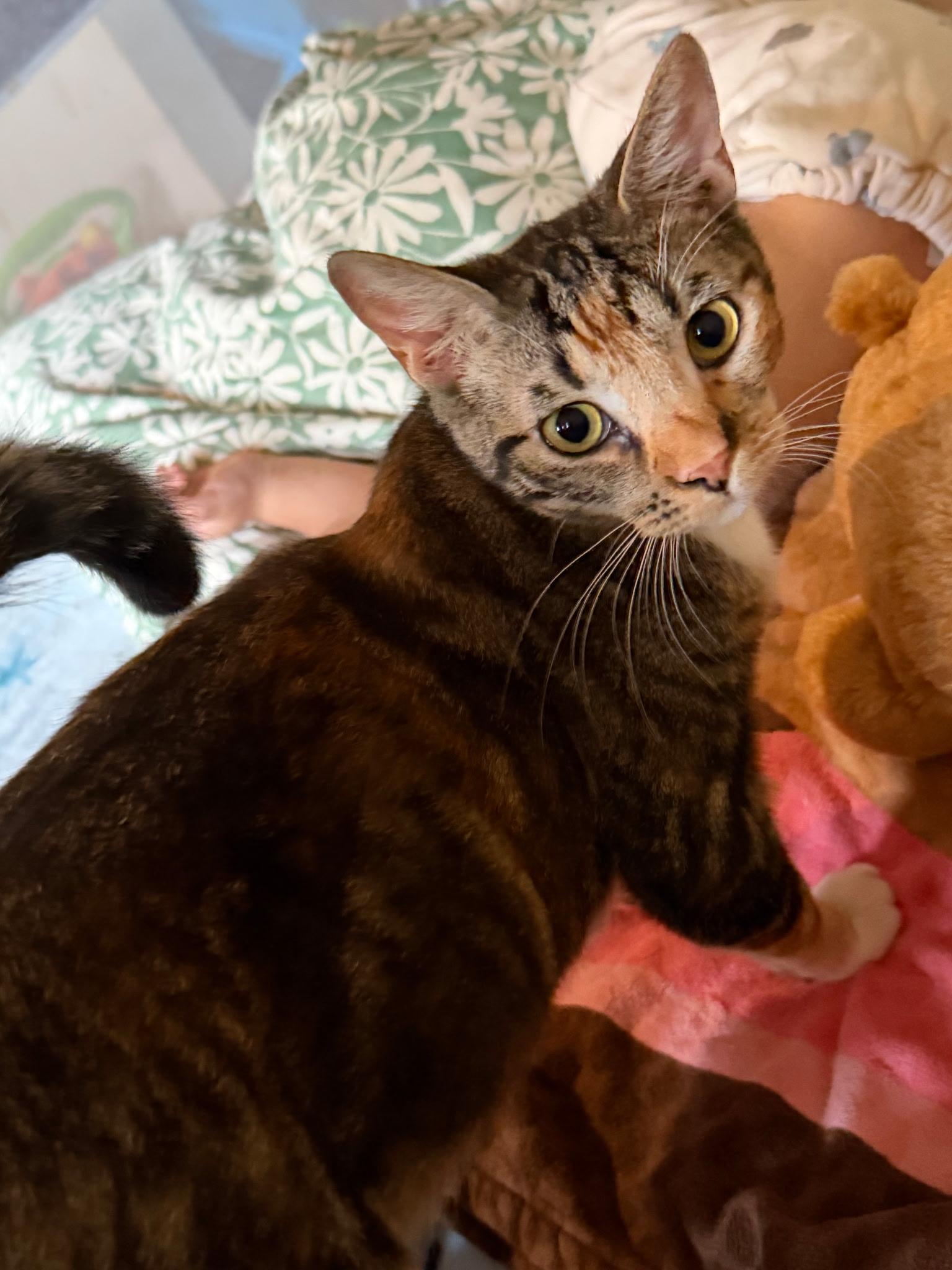Bonnie & Cleo, a ADOPTABLE Domestic Short Hair in Los Angeles, CA image 2/6