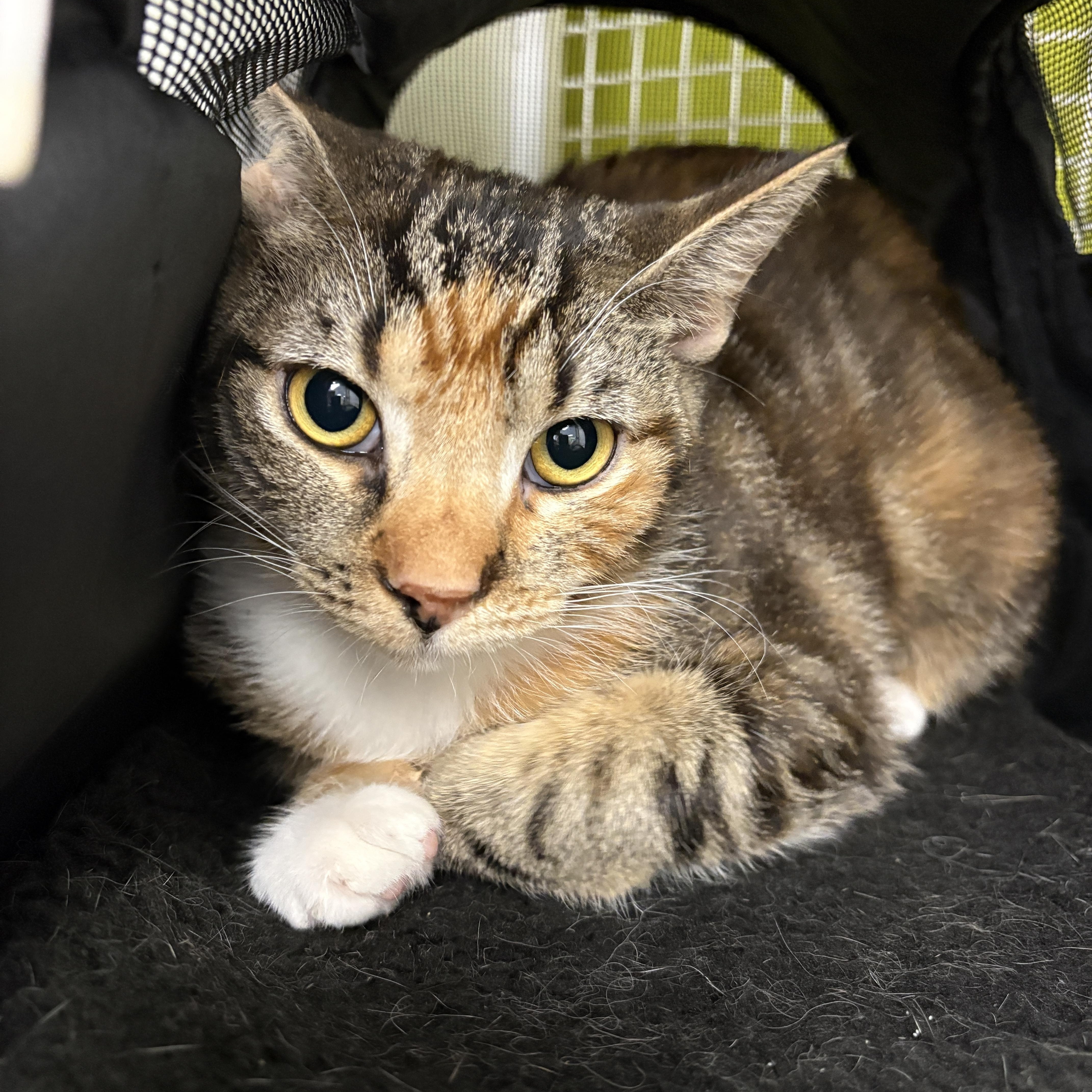 Bonnie & Cleo, a ADOPTABLE Domestic Short Hair in Los Angeles, CA image 4/6