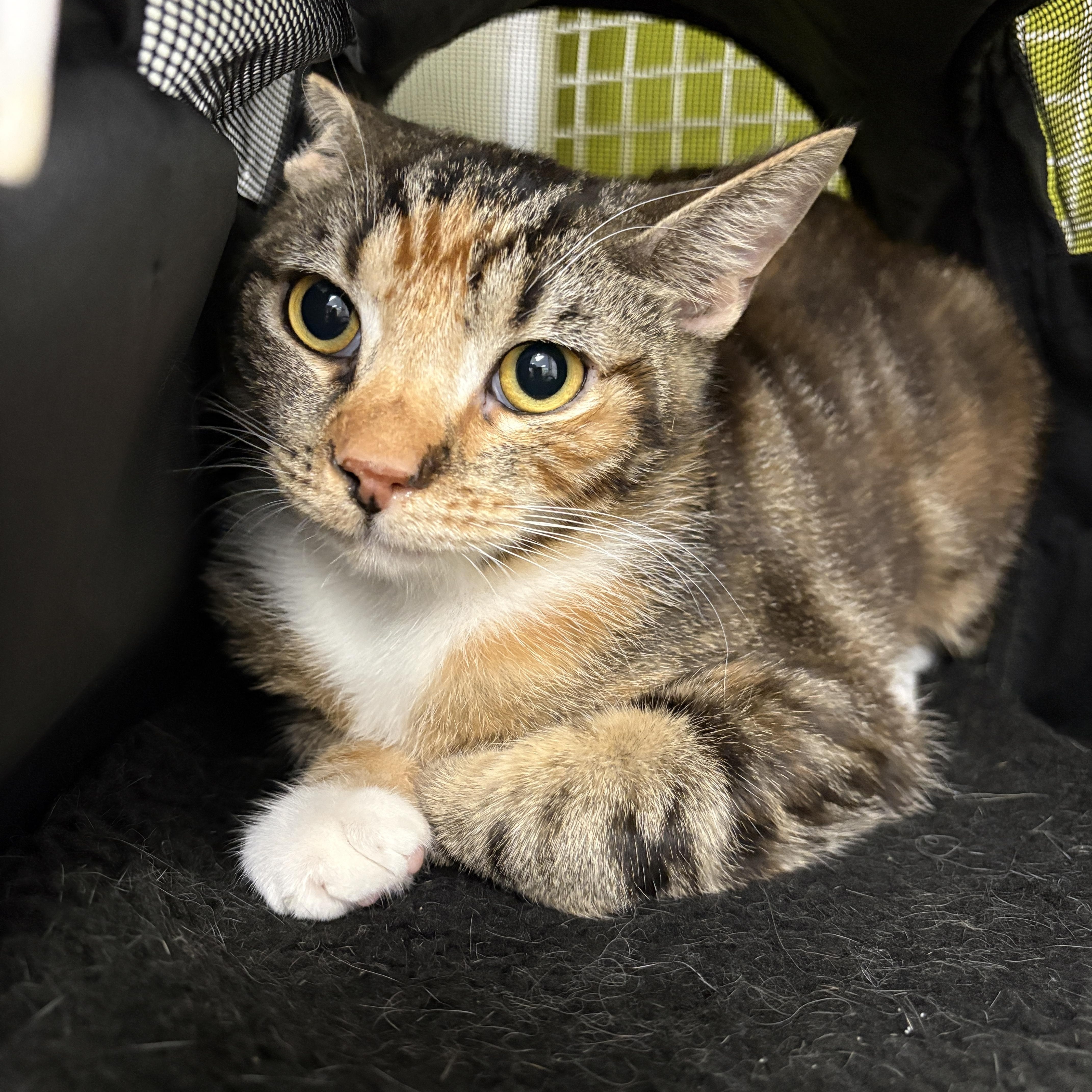 Bonnie & Cleo, ADOPTABLE, Young Female Domestic Short Hair.