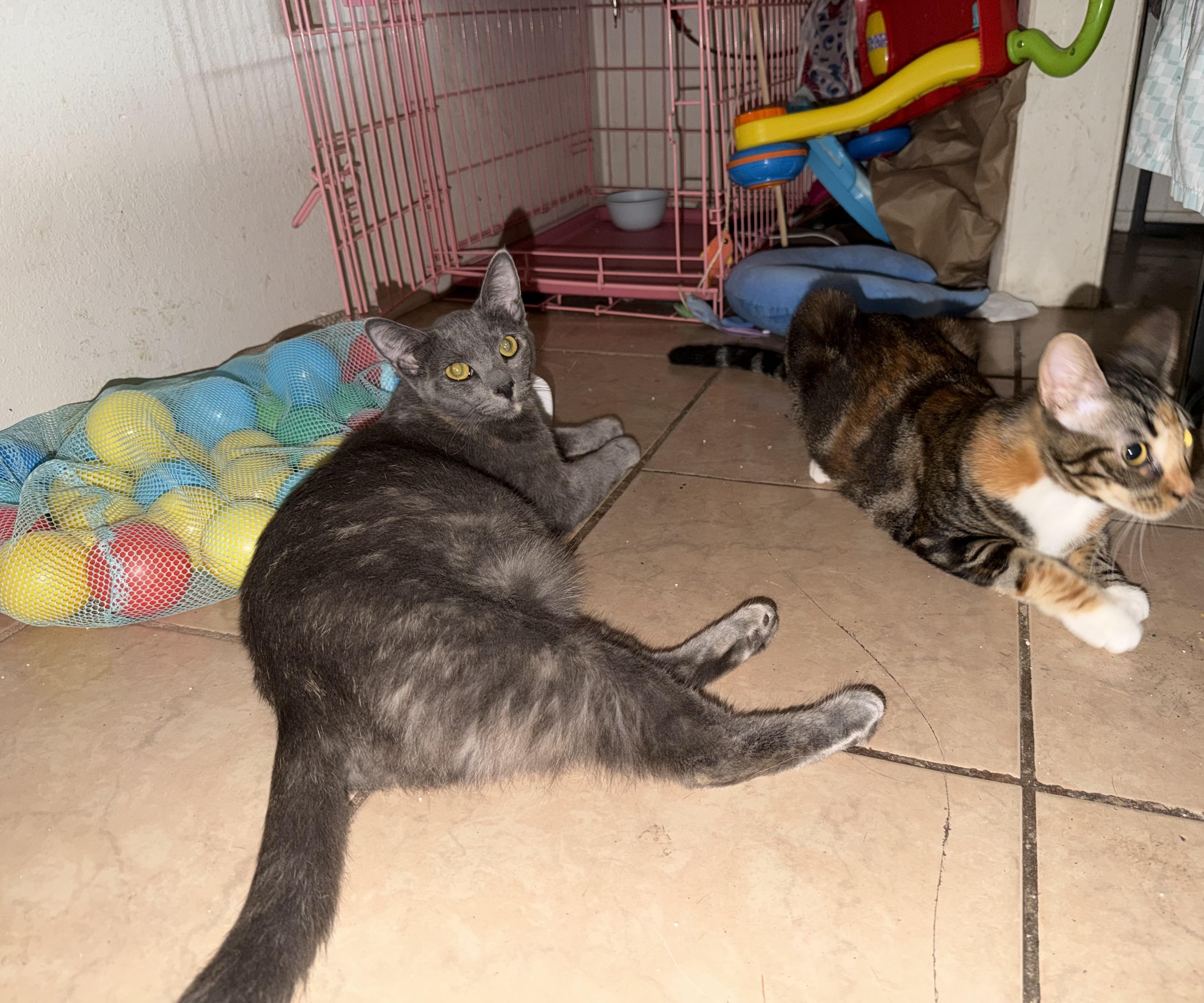 Bonnie & Cleo, a ADOPTABLE Domestic Short Hair in Los Angeles, CA image 6/6