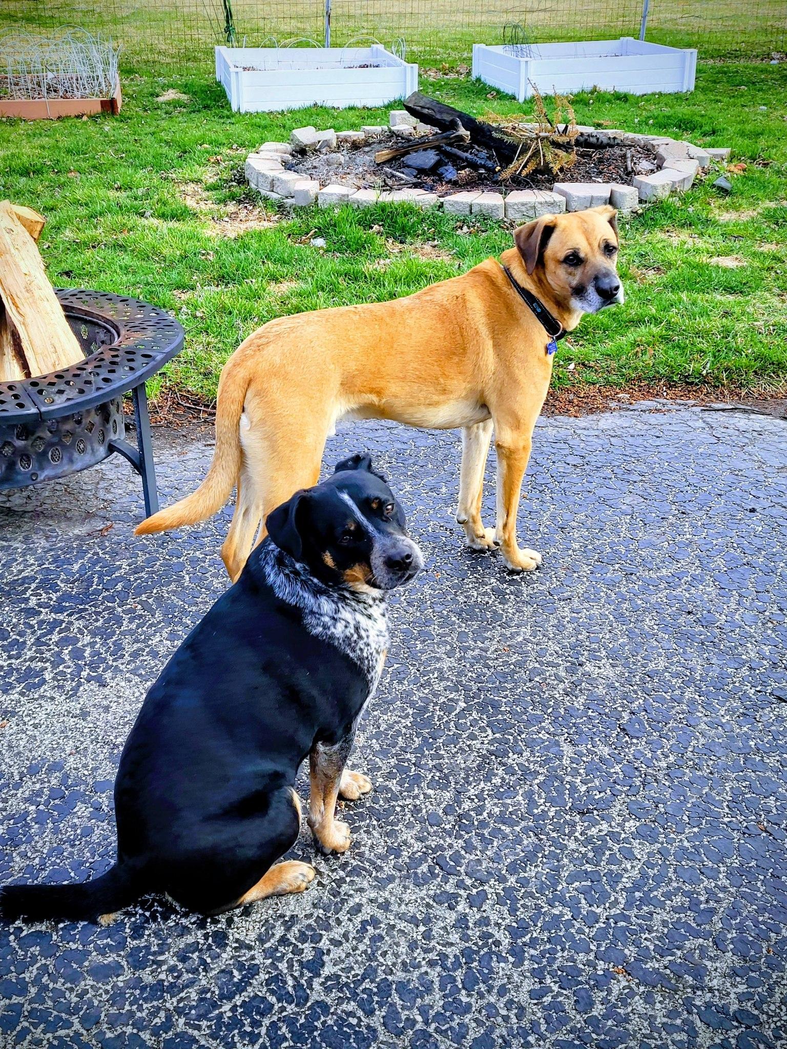 Jager, a Adoptable mixed breed in Warrenville, IL image 2/6