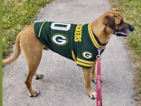 Enlarge Jager, a Adoptable mixed breed in Warrenville, IL image 2/6