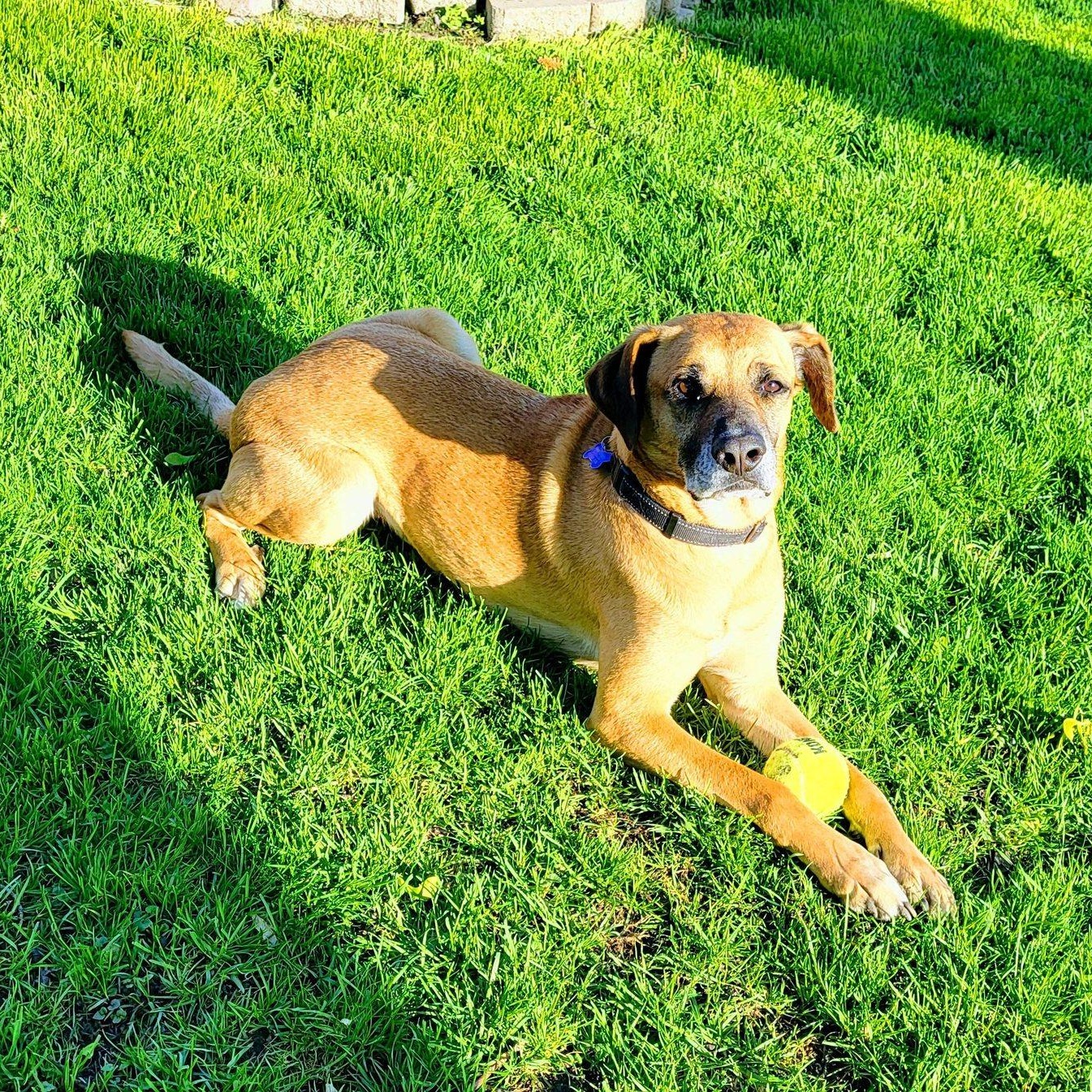 Jager, a Adoptable mixed breed in Warrenville, IL image 1/6