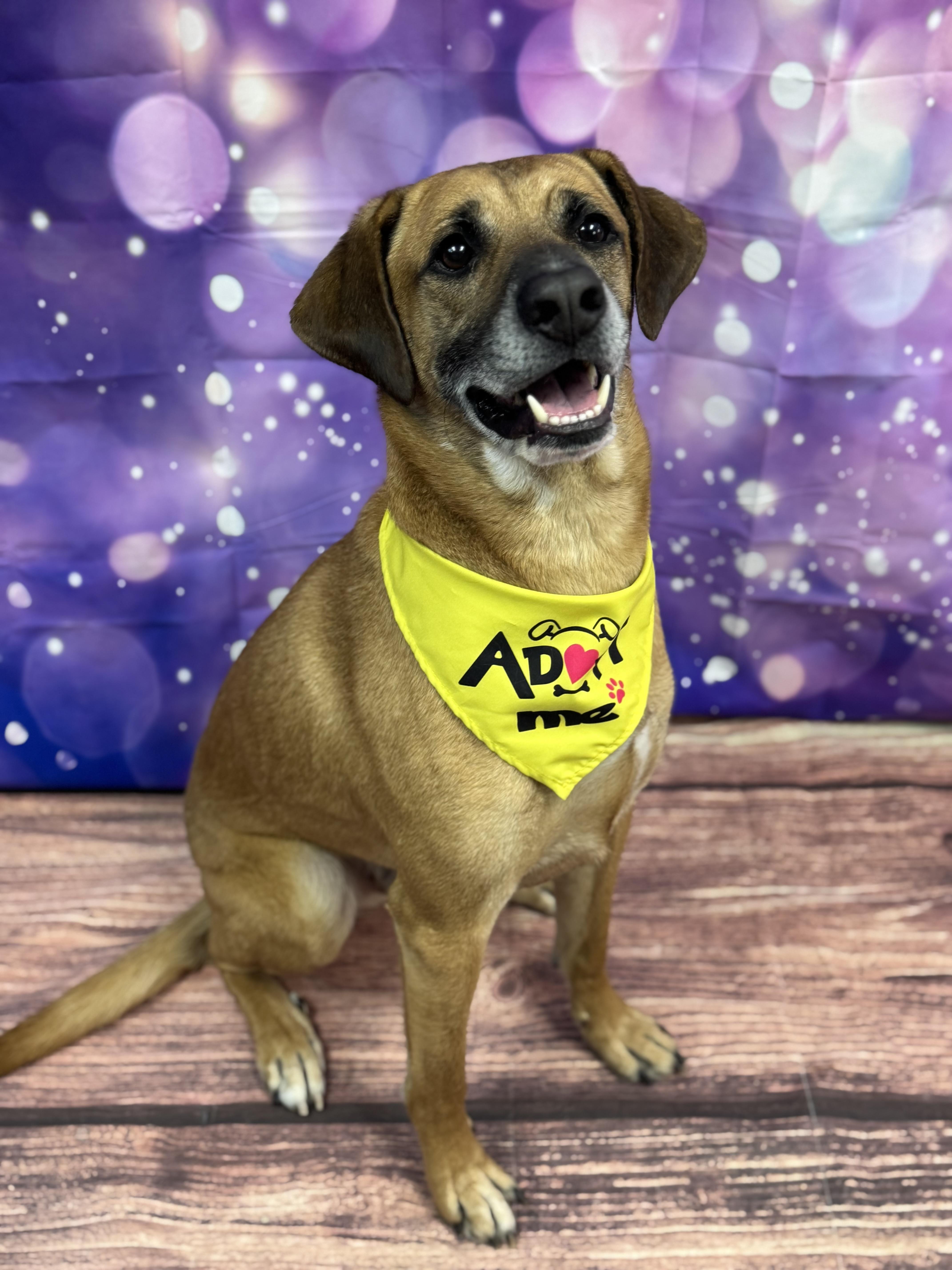 Jager, a Adoptable mixed breed in Warrenville, IL image 4/6
