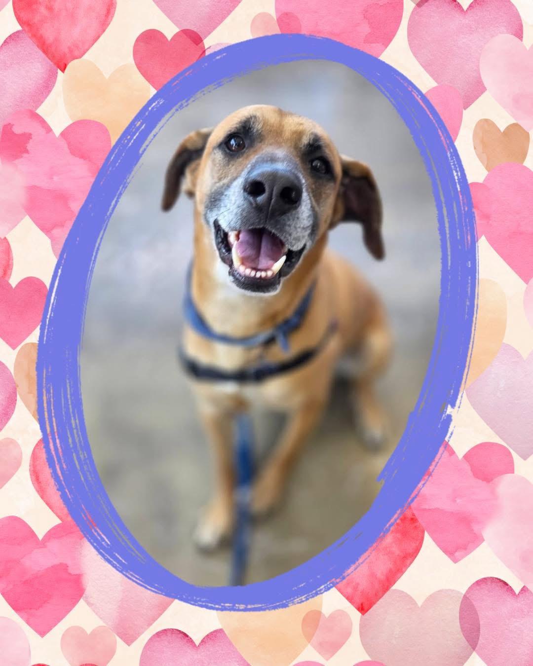 Jager, a Adoptable mixed breed in Warrenville, IL image 3/6