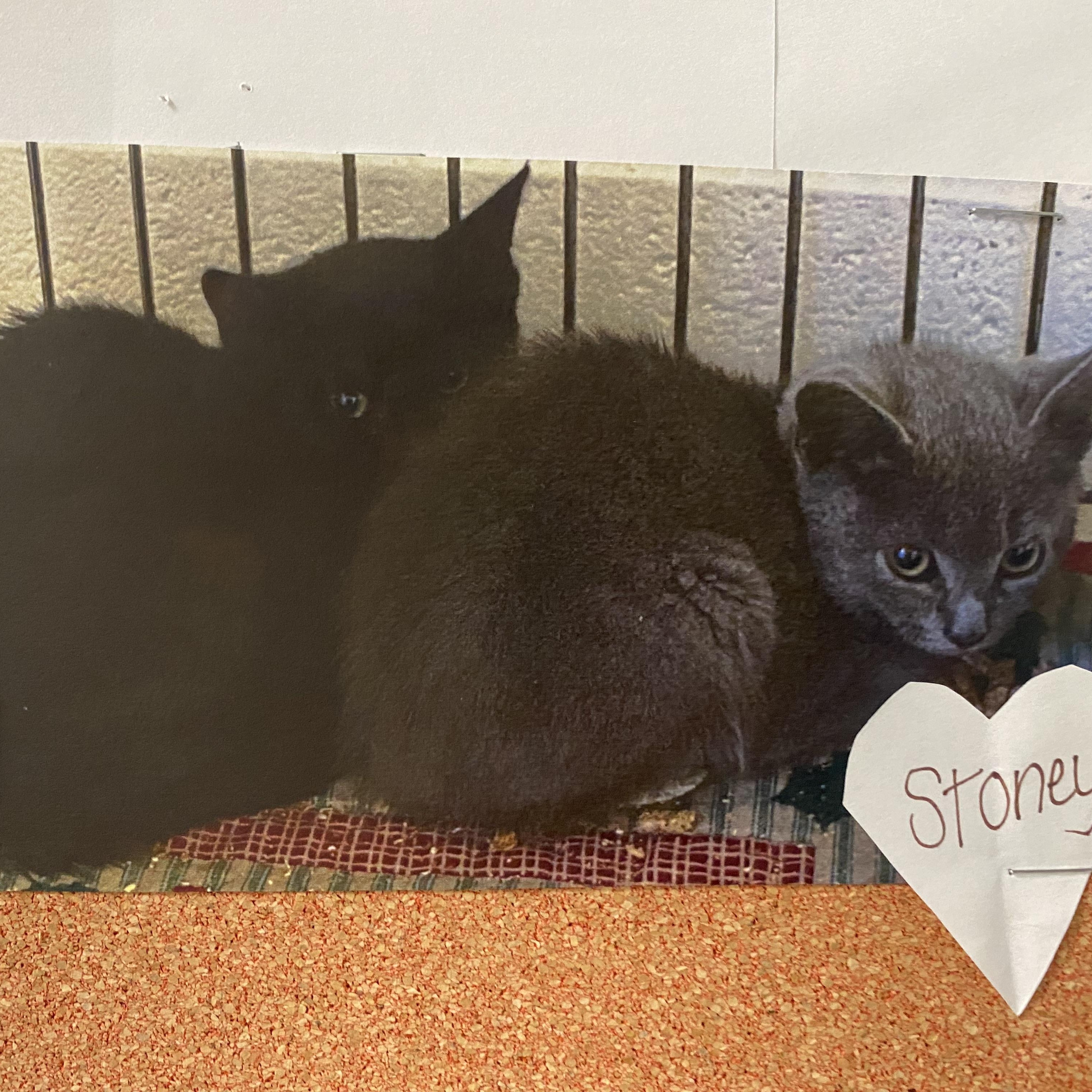 Stoney and Stormy, a ADOPTABLE Domestic Short Hair in King George, VA image 2/3