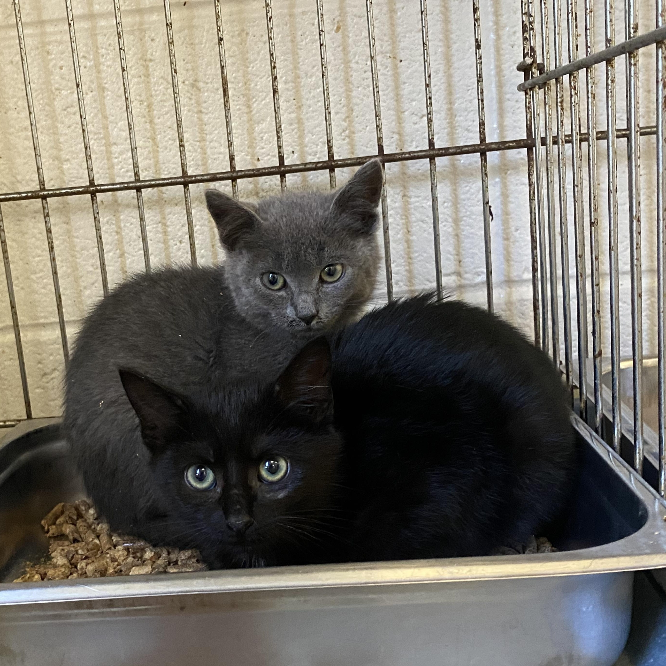 Stoney and Stormy, a ADOPTABLE Domestic Short Hair in King George, VA image 3/3