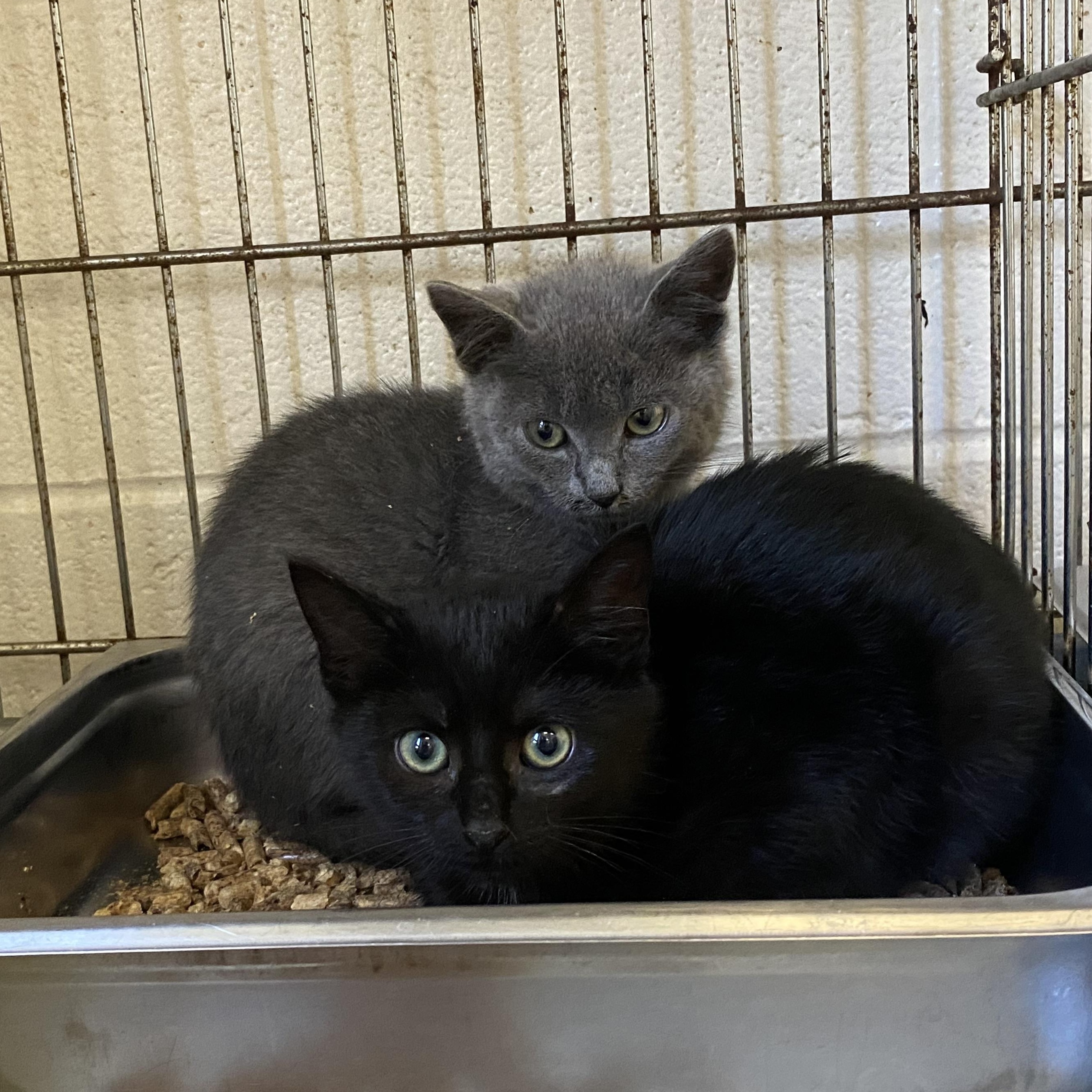Stoney and Stormy, a ADOPTABLE Domestic Short Hair in King George, VA image 1/3