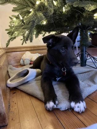 Cindy Lou Who, Adoptable, Puppy Female Mixed Breed & Mixed Breed.