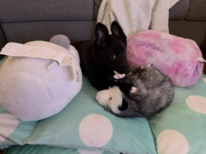 Enlarge Cindy Lou Who, a Adoptable mixed breed in Chicago, IL image 2/2