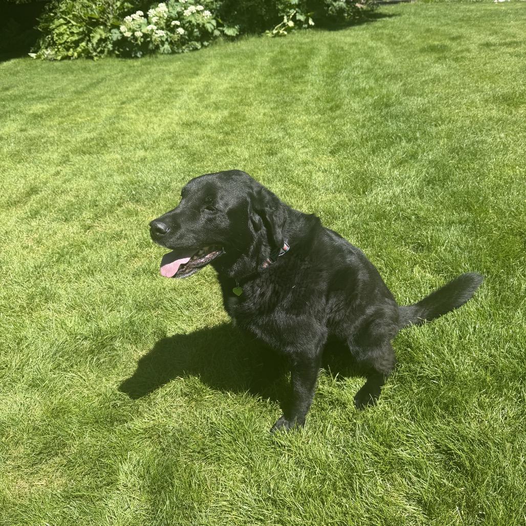 Axel, a Adoptable Mixed Breed in Hailey, ID image 2/6