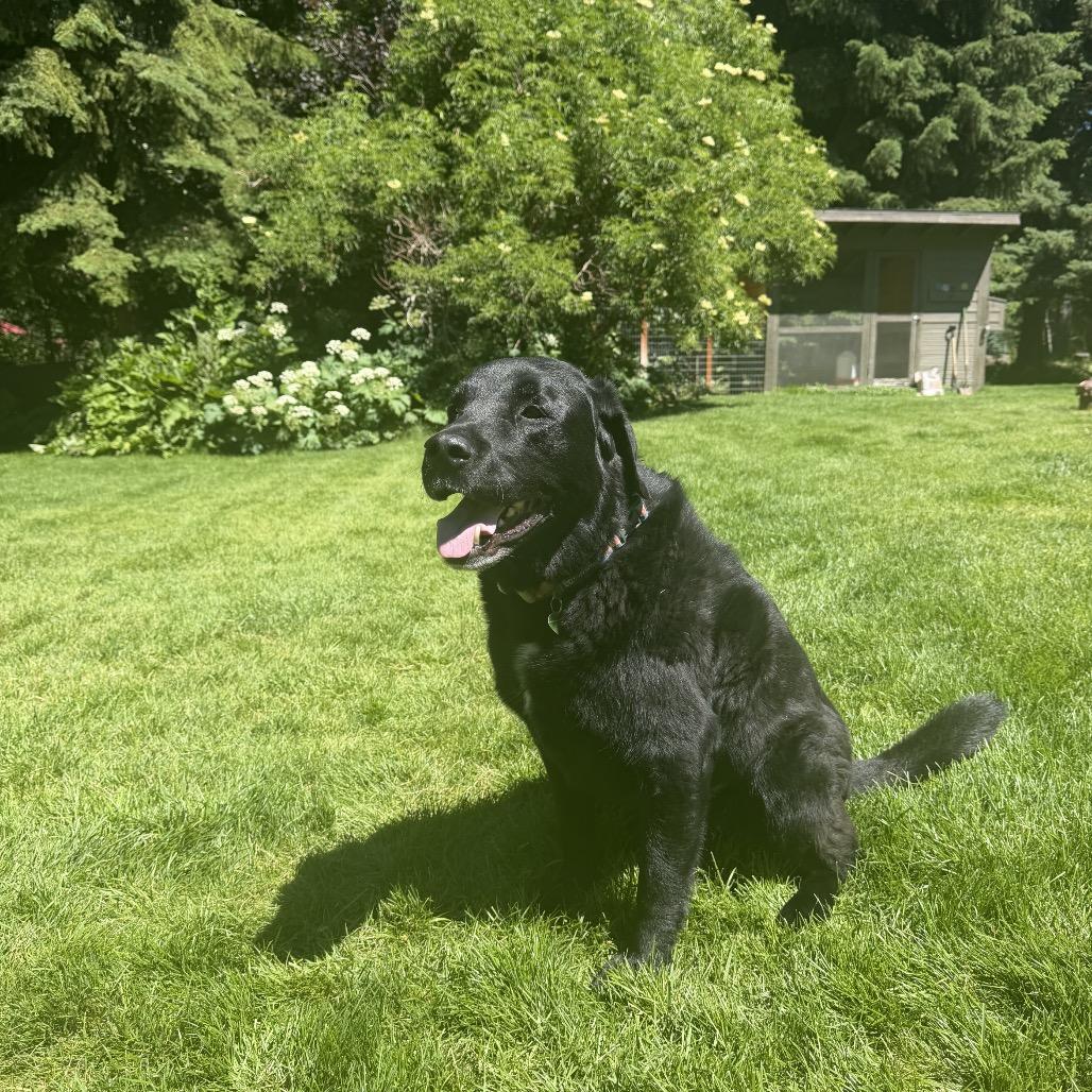 Axel, a Adoptable Mixed Breed in Hailey, ID image 3/6