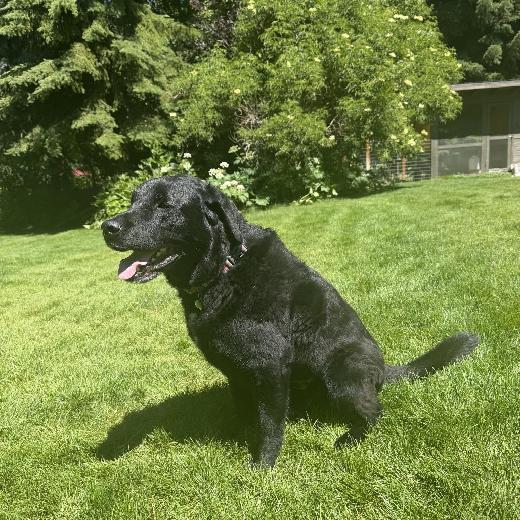 Axel, a Adoptable Mixed Breed in Hailey, ID image 4/6