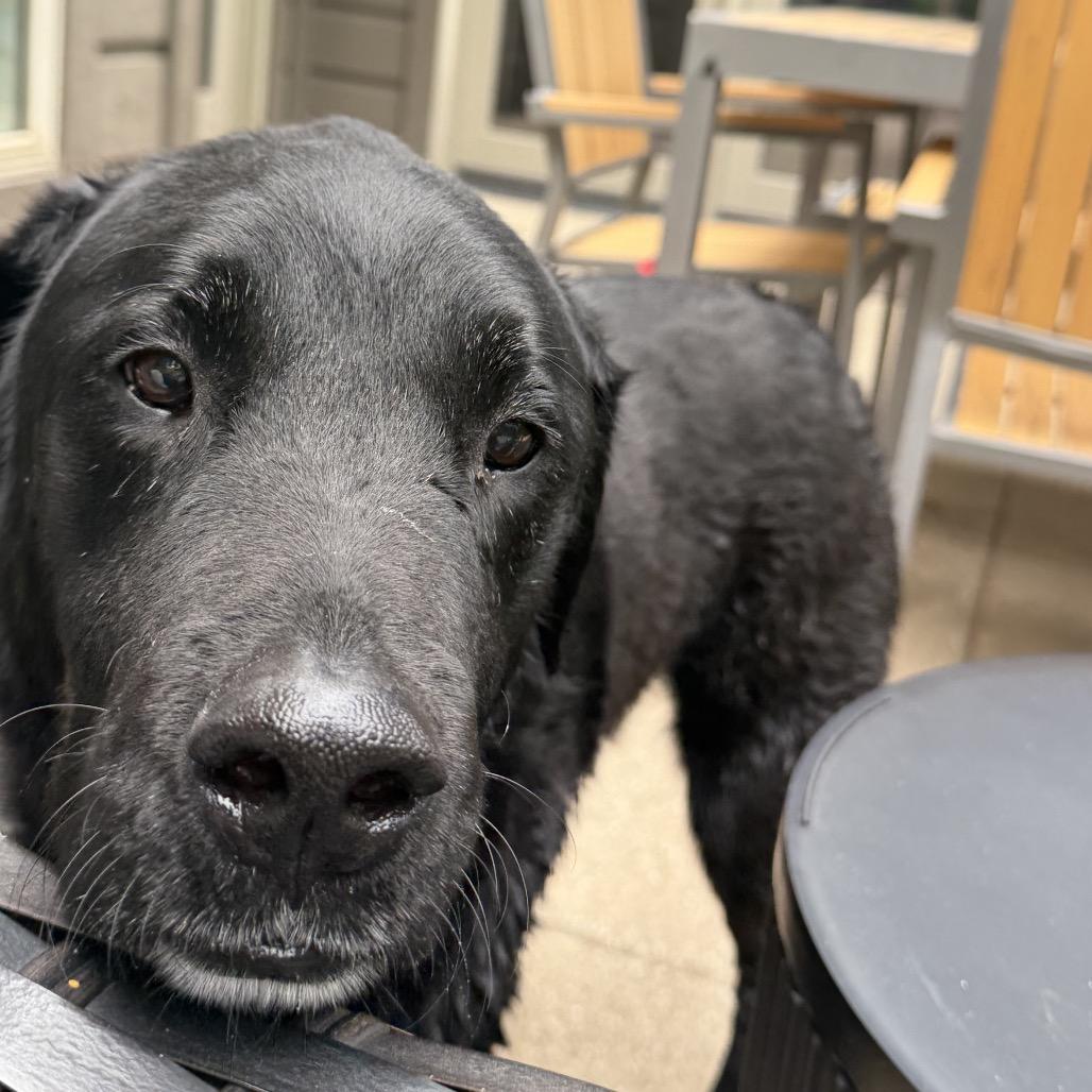 Axel, a Adoptable Mixed Breed in Hailey, ID image 5/6
