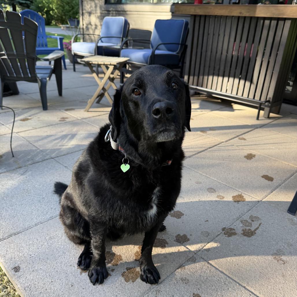 Axel, a Adoptable Mixed Breed in Hailey, ID image 6/6