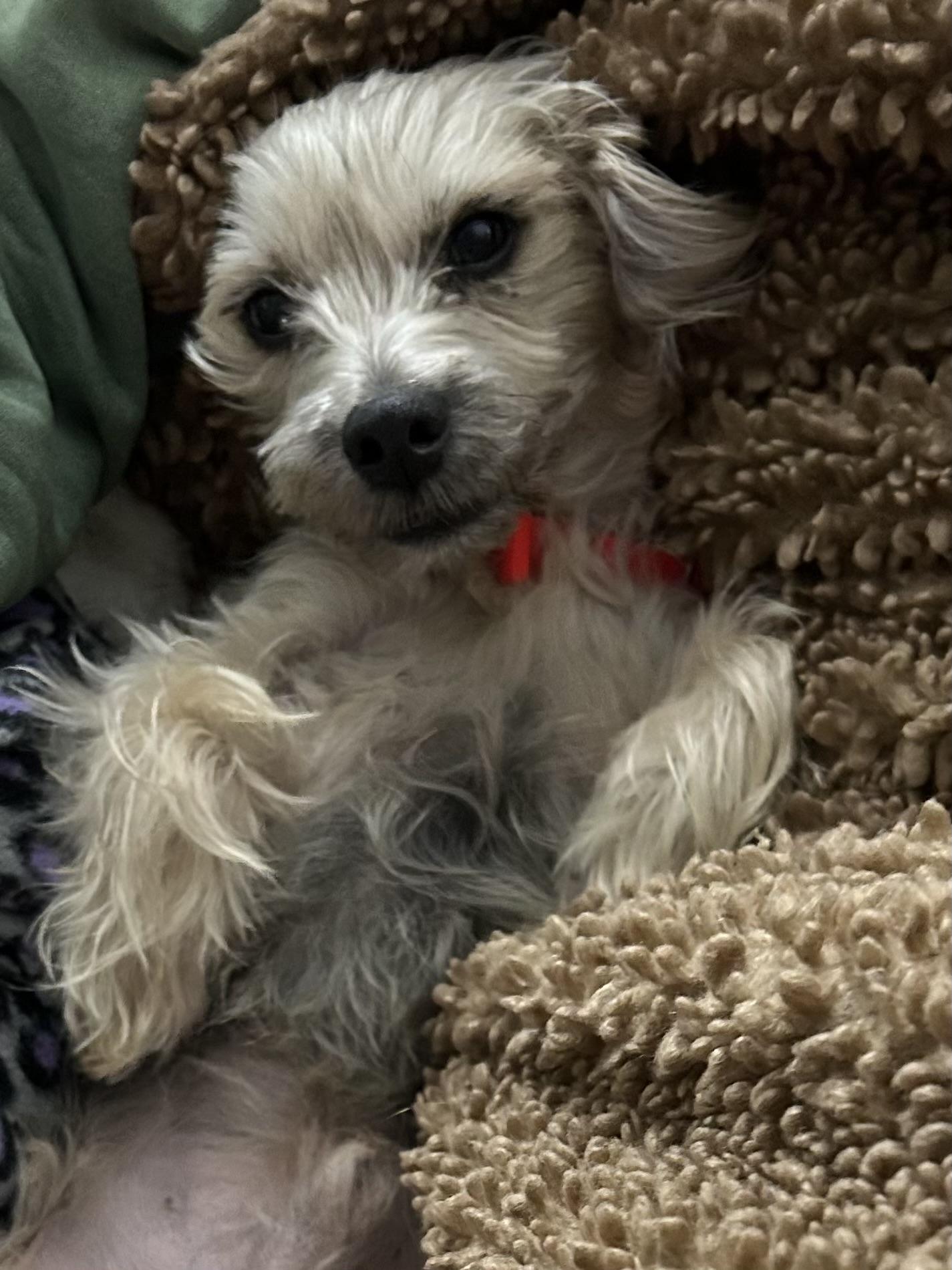 Lilo, Adoptable, Adult Male Yorkshire Terrier.