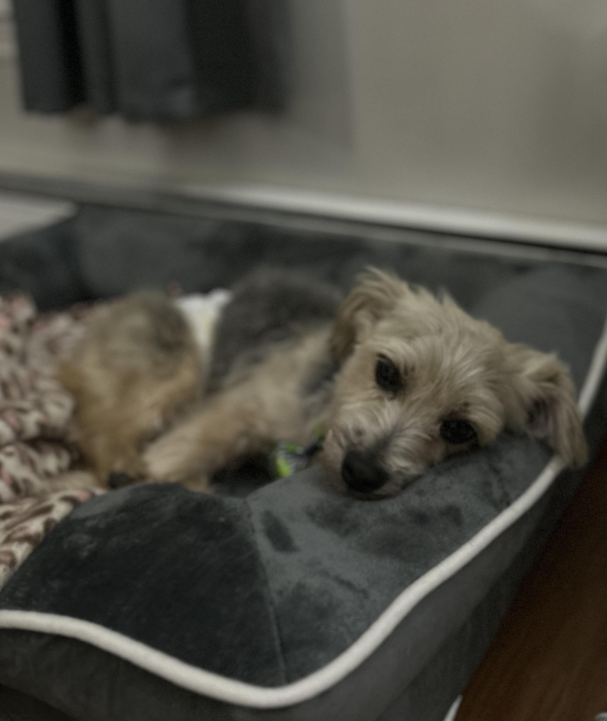 Lilo, a Adoptable mixed breed in Albany, NY image 4/6