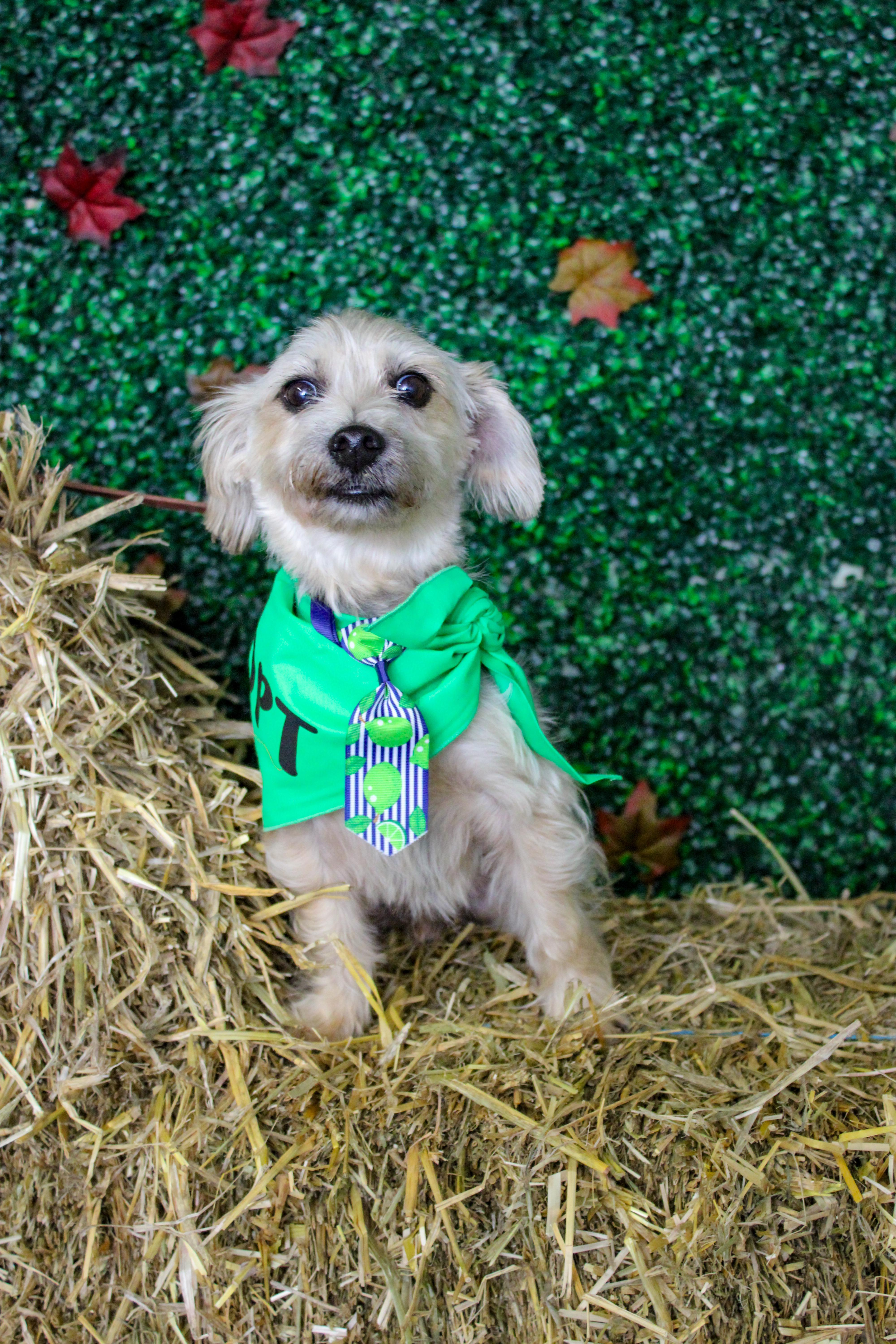 Lilo, a Adoptable mixed breed in Albany, NY image 5/6