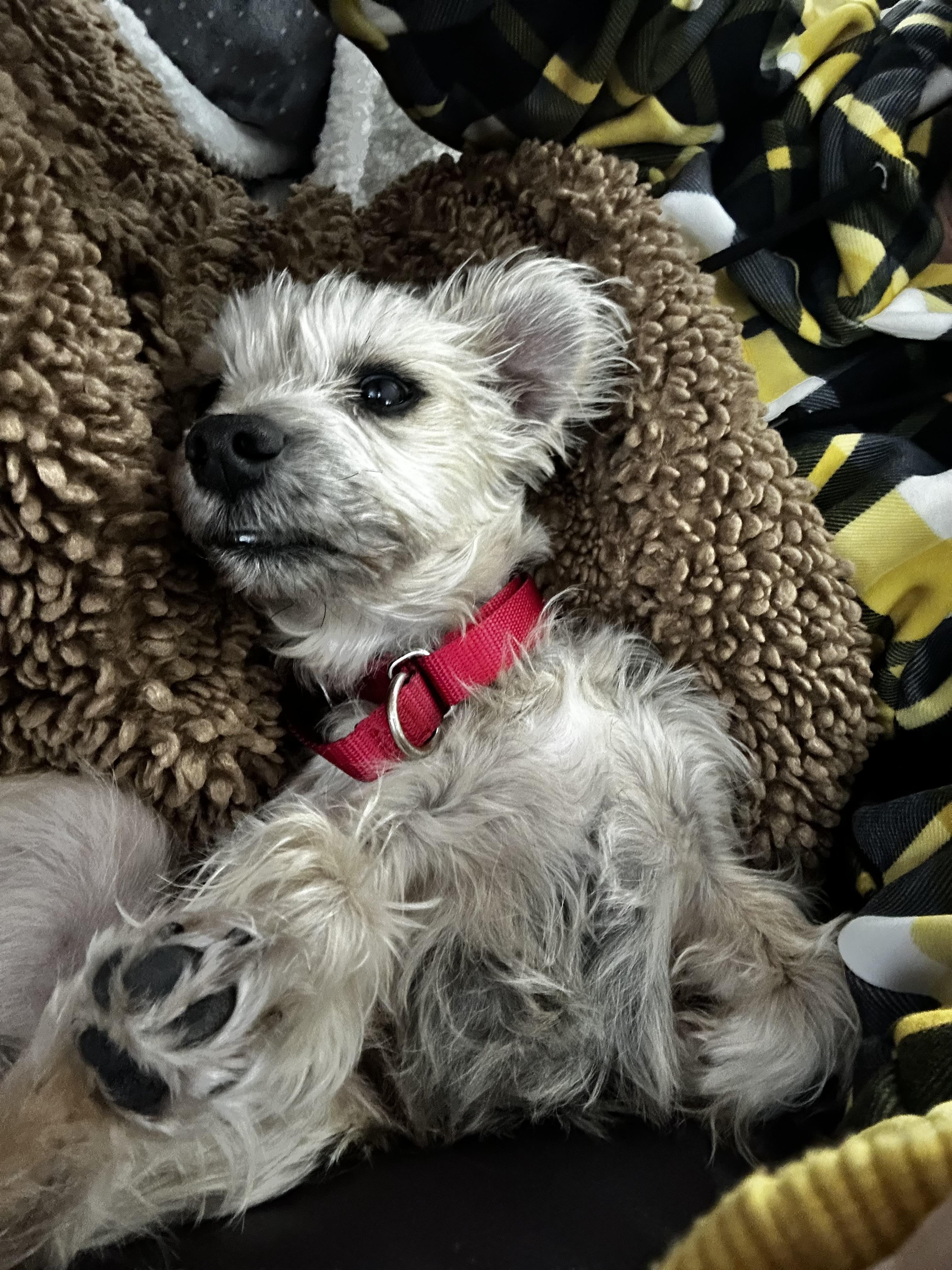 Lilo, a Adoptable mixed breed in Albany, NY image 6/6