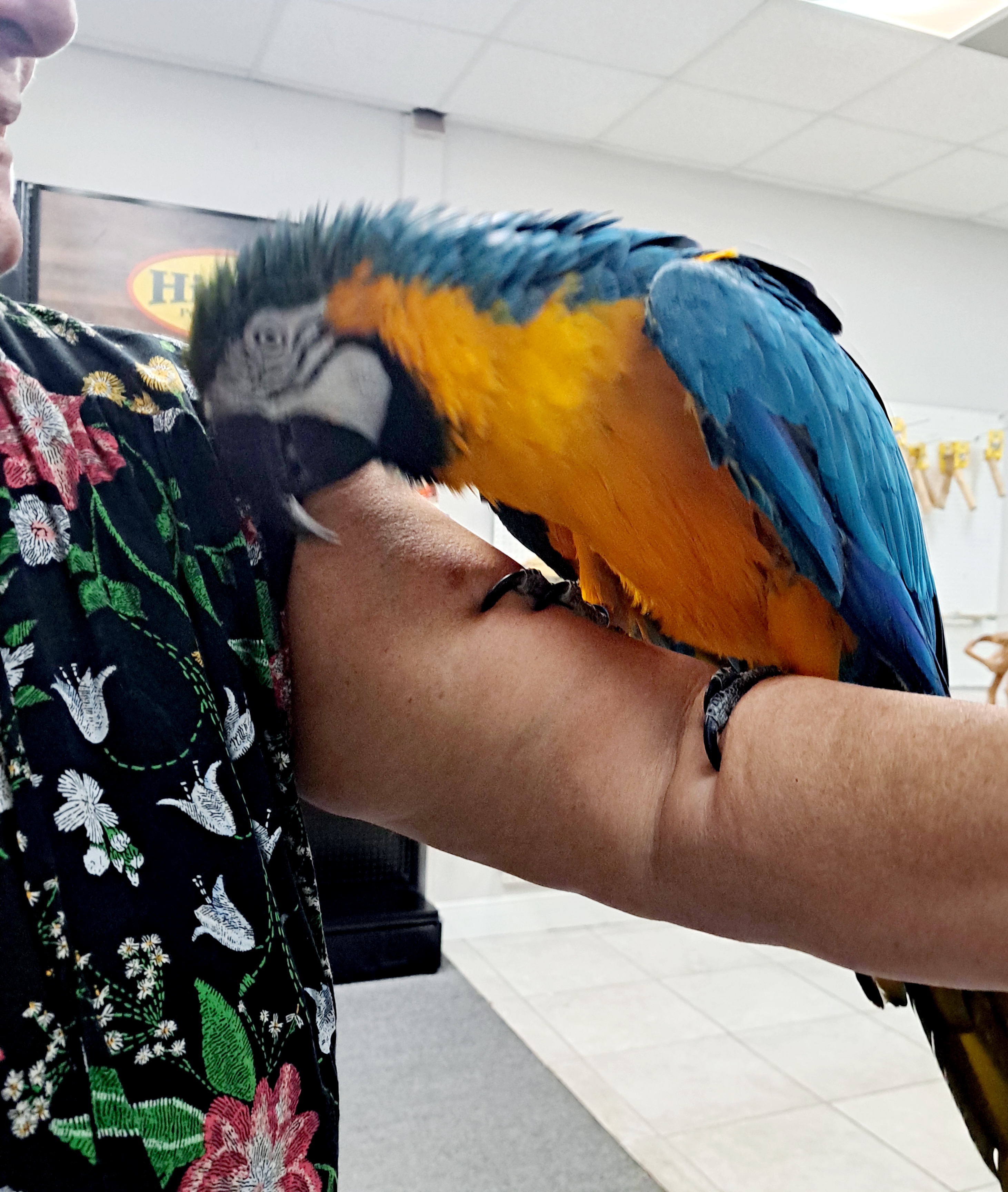 Calypso the 2nd, Adopted, Adult Unknown Macaw.