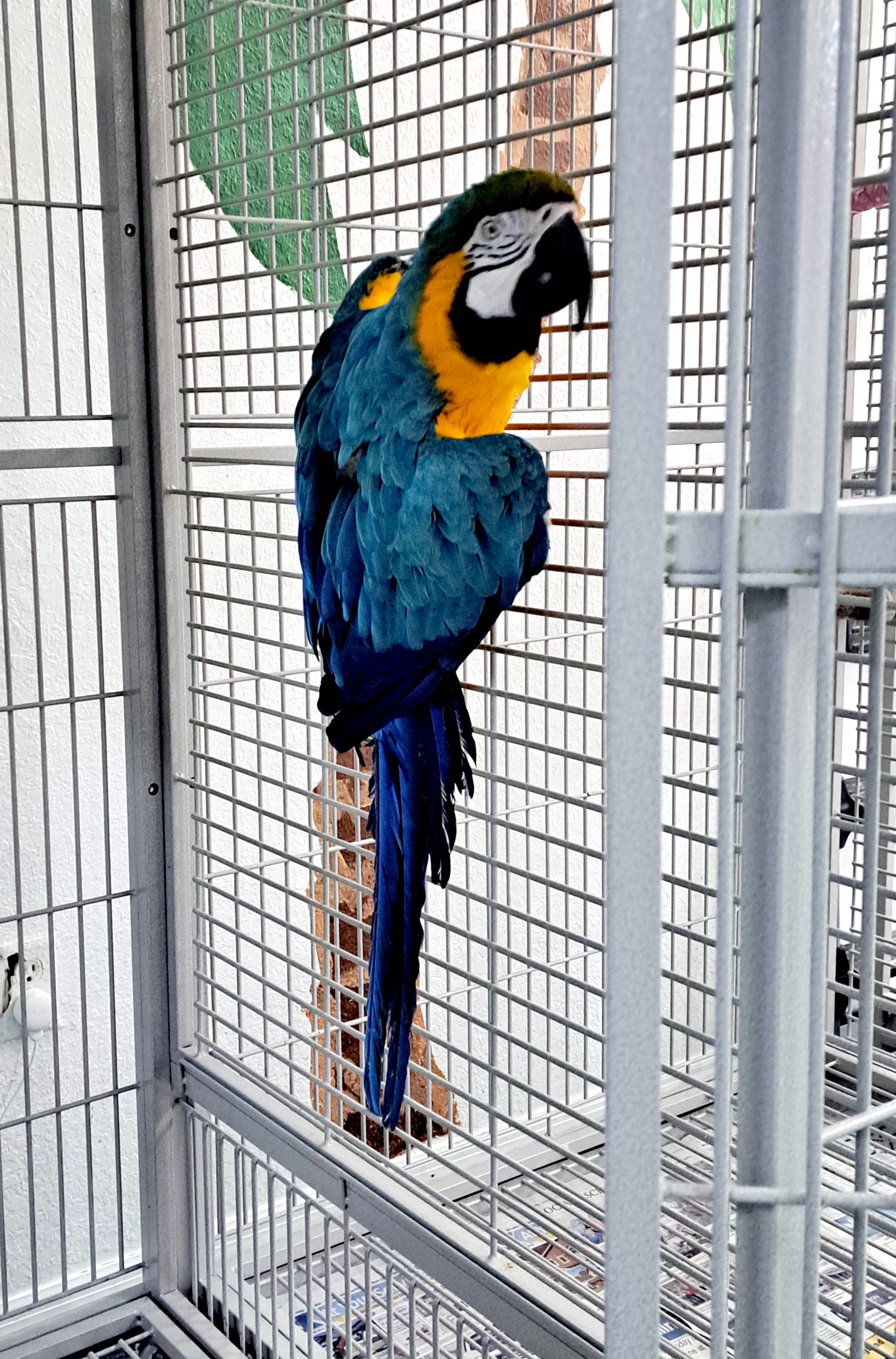 Enlarge Calypso the 2nd, a Adopted Macaw in Punta Gorda, FL image 2/4