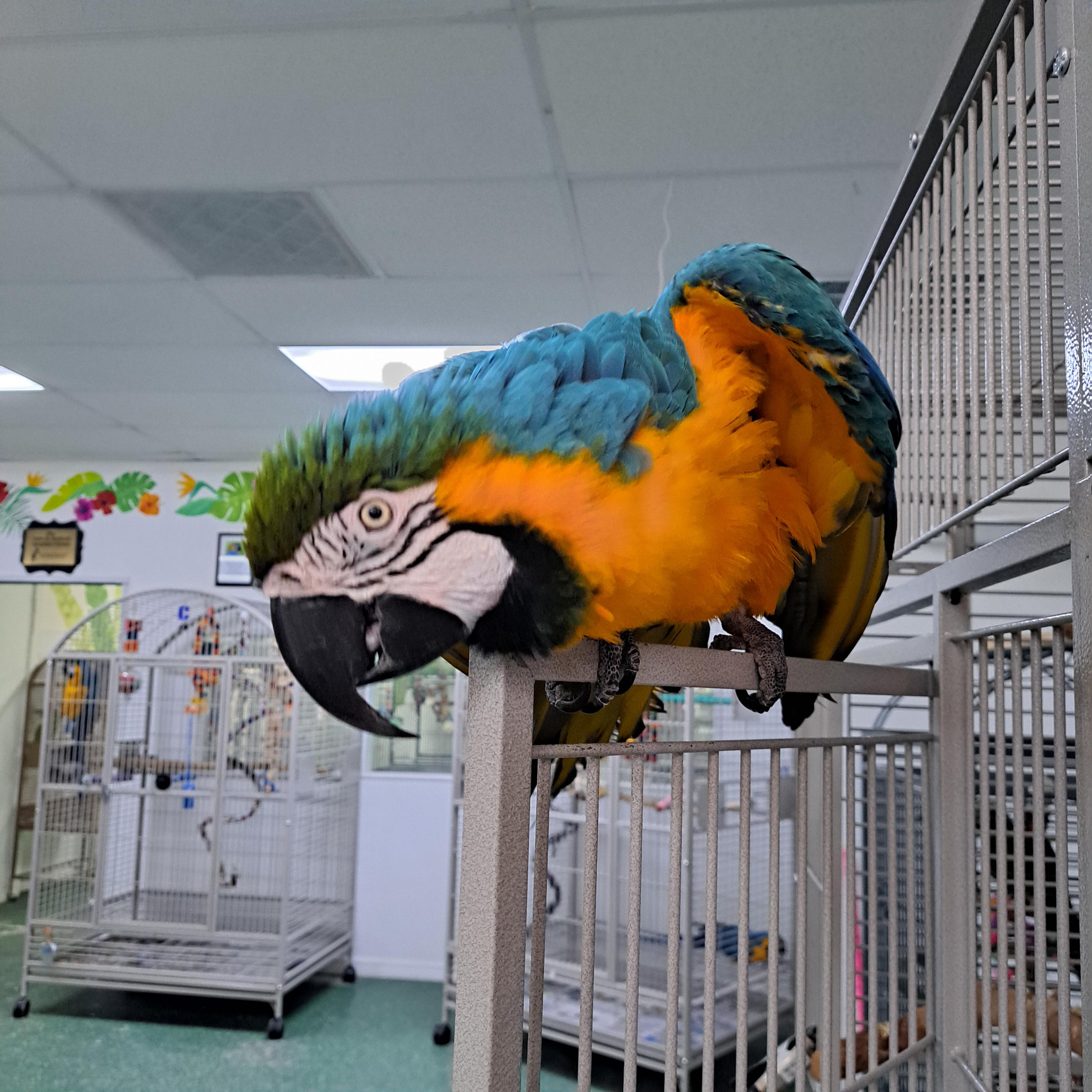 Enlarge Calypso the 2nd, a Adopted Macaw in Punta Gorda, FL image 3/4