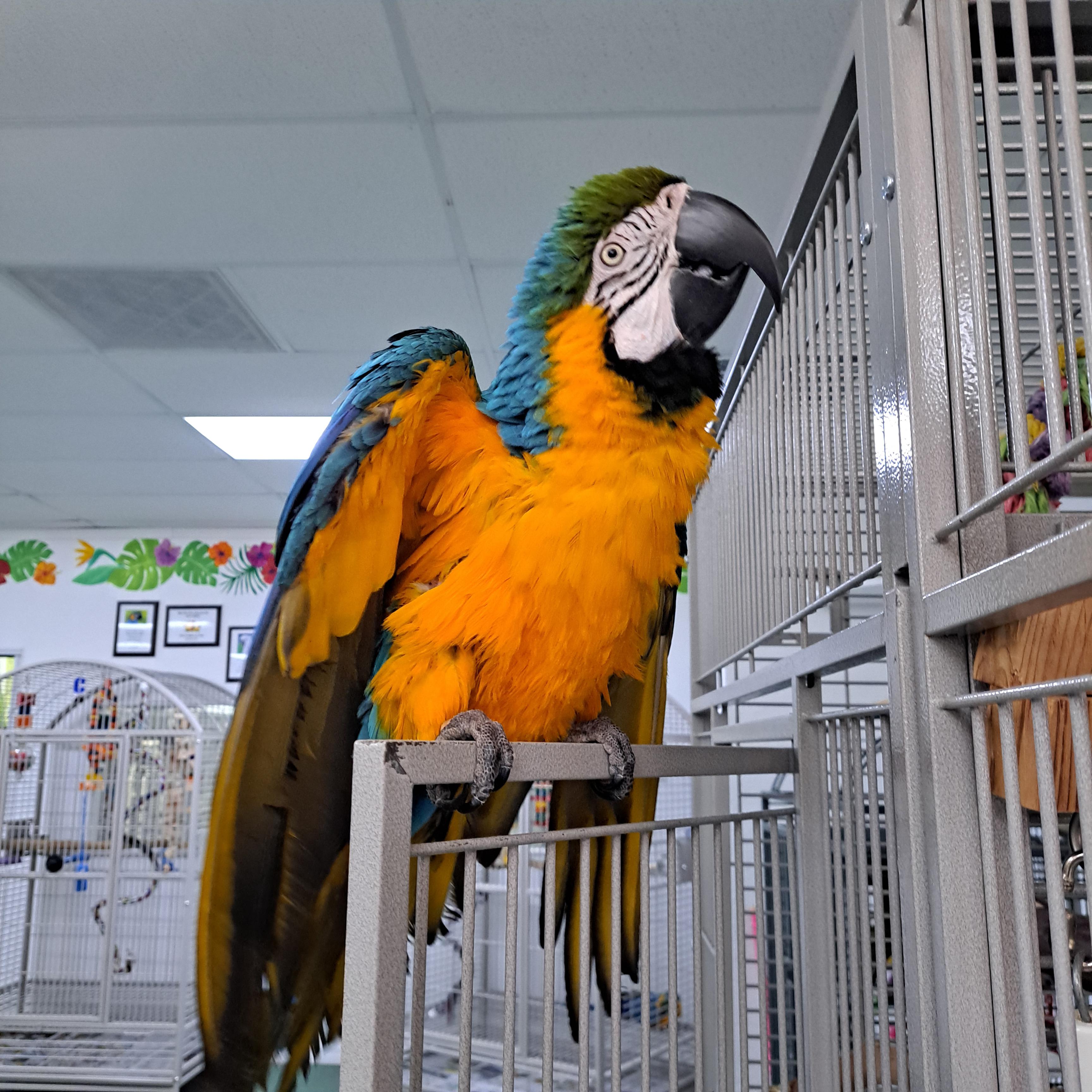 Enlarge Calypso the 2nd, a Adopted Macaw in Punta Gorda, FL image 4/4
