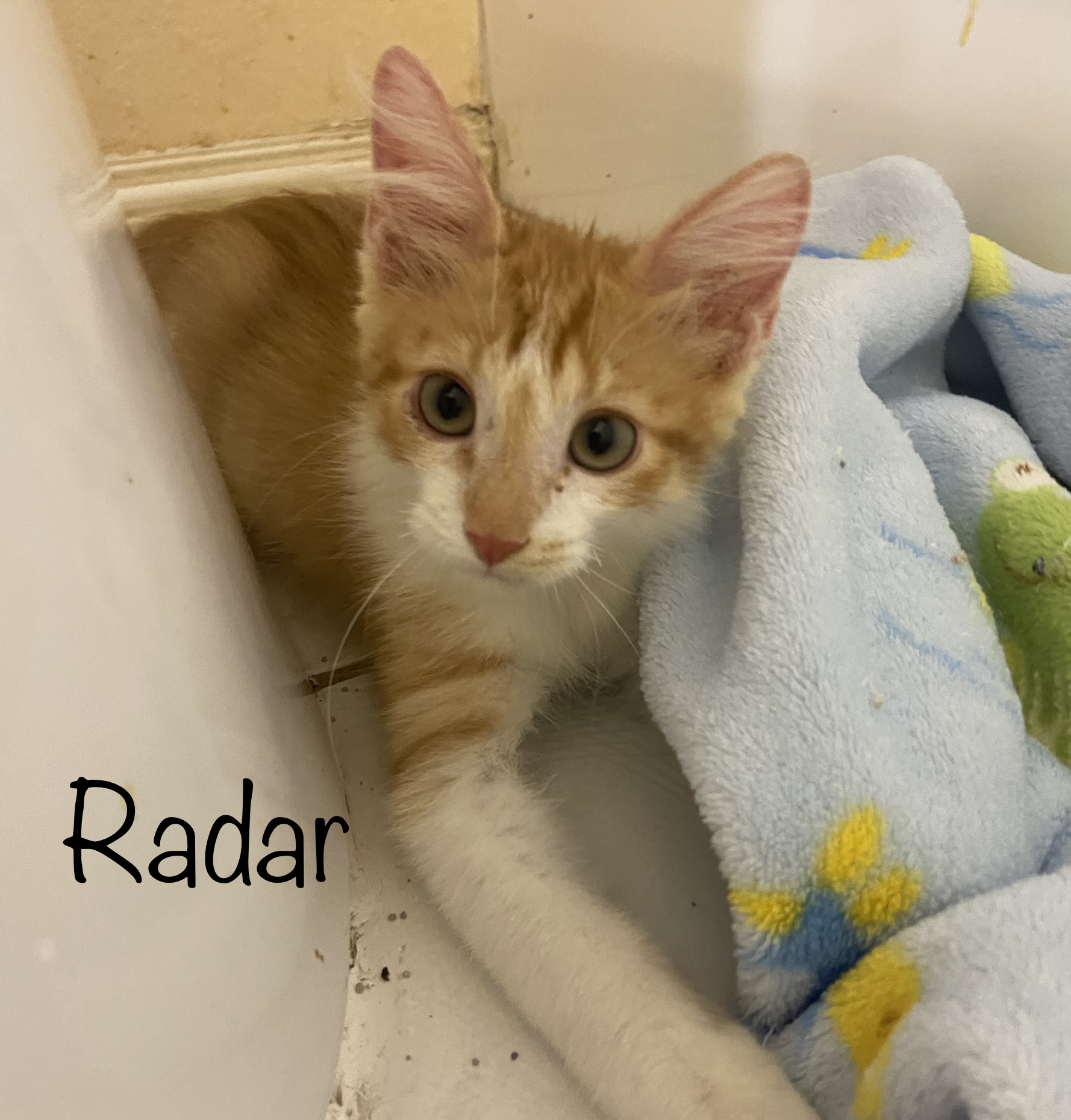 Radar