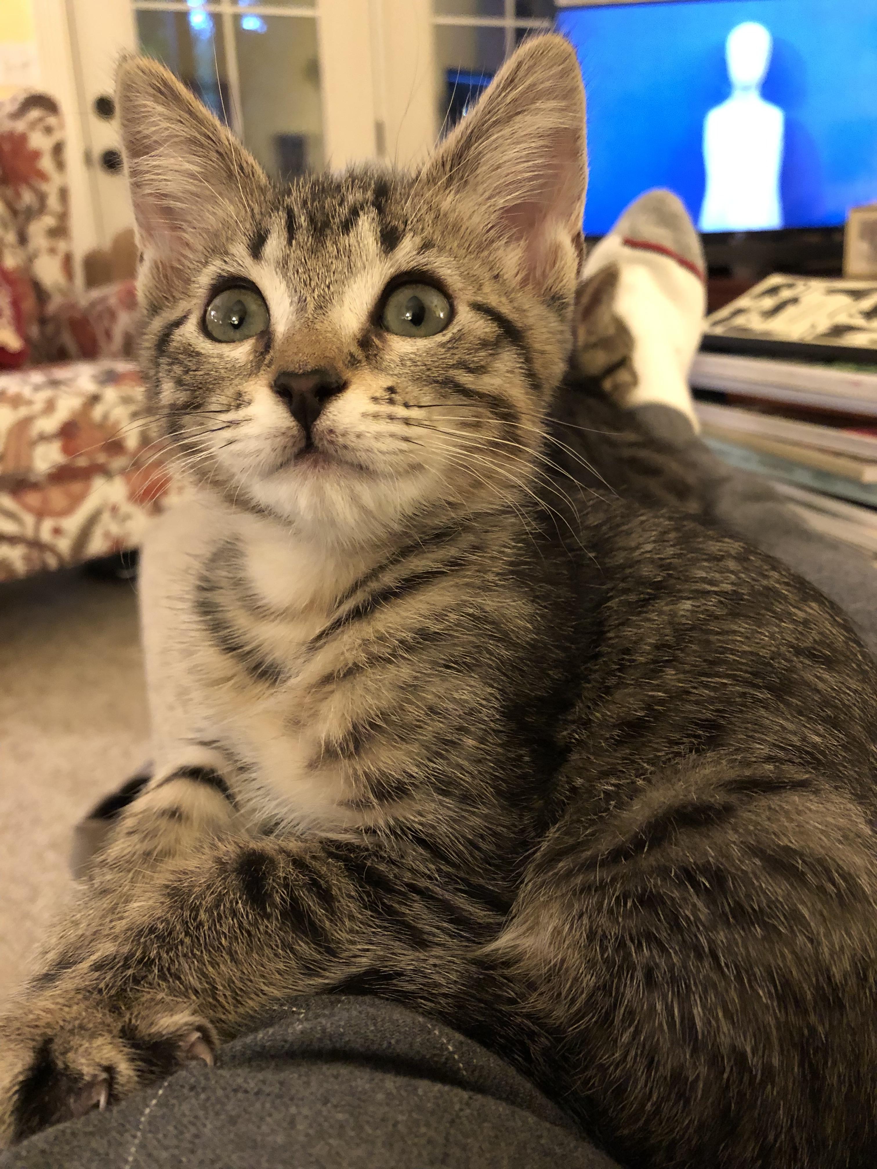 Enlarge Peanut, a Adoptable Domestic Short Hair in Redmond, WA image 1/1
