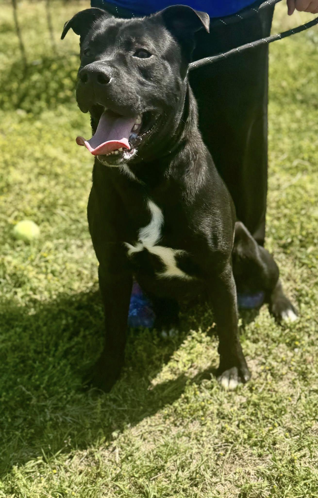 Enlarge Theodore, a ADOPTABLE mixed breed in Chesterfield, SC image 1/2