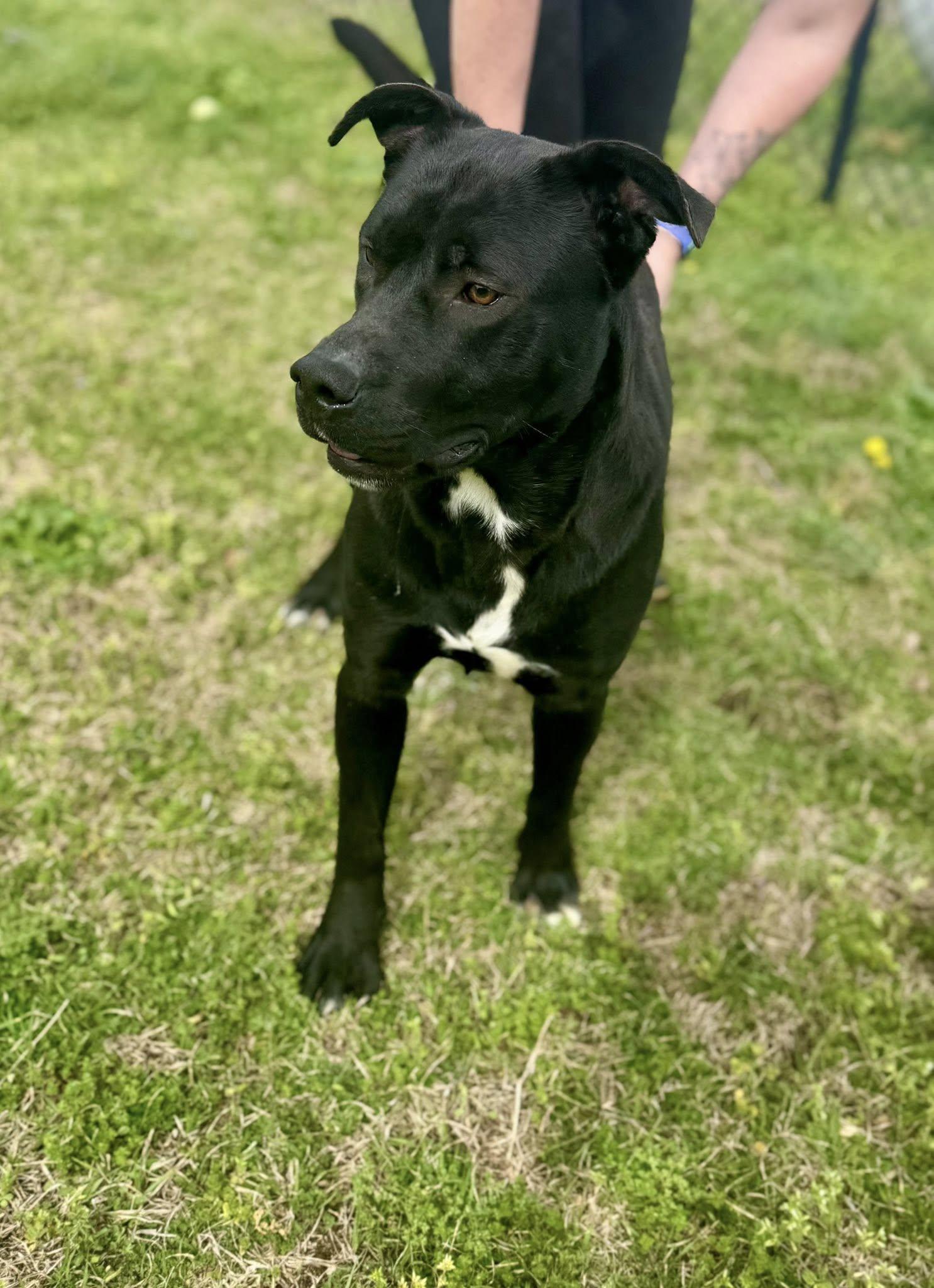Enlarge Theodore, a ADOPTABLE mixed breed in Chesterfield, SC image 2/2