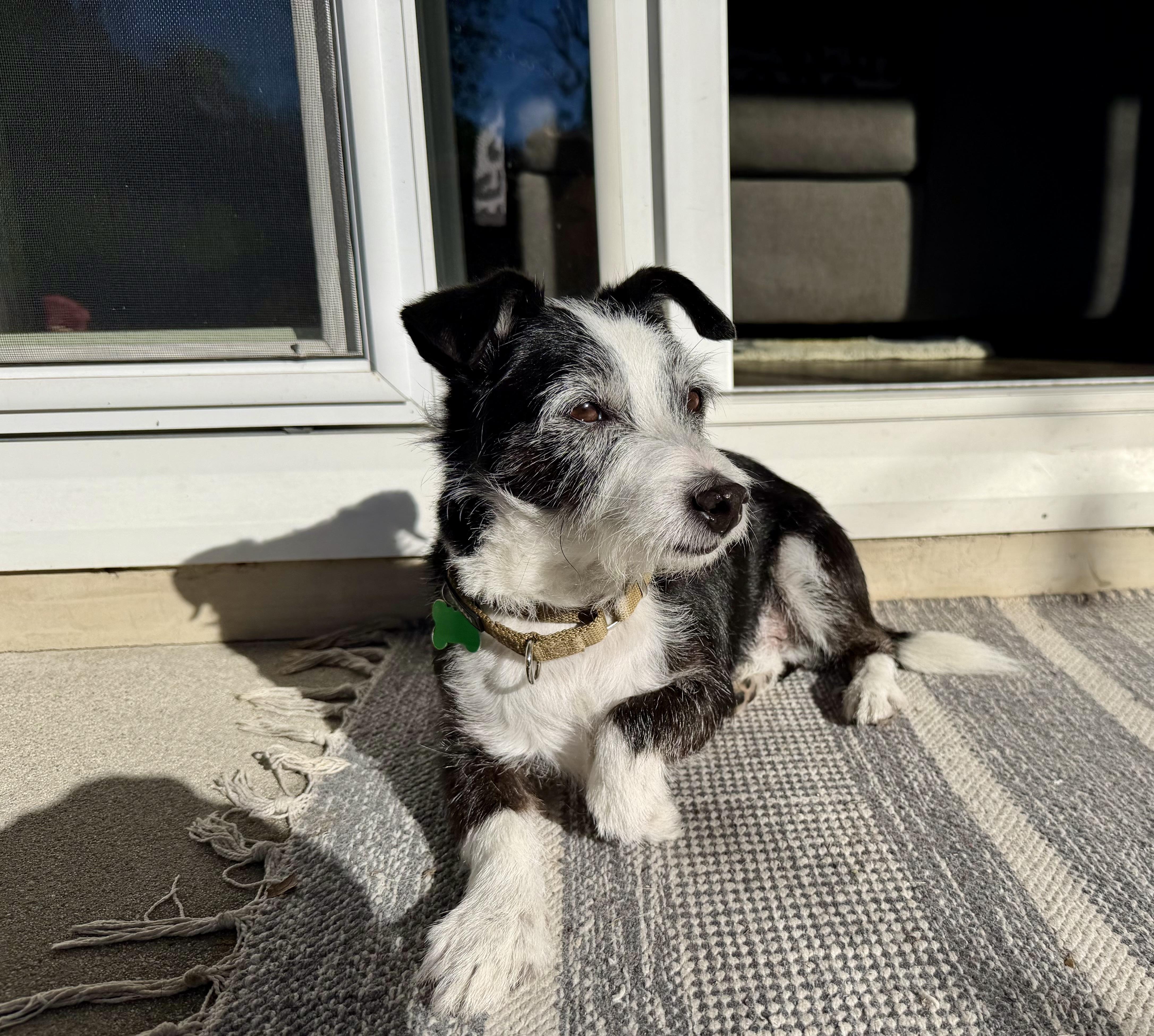 Zeke, an adoptable Terrier in Los Angeles, CA image 4/5