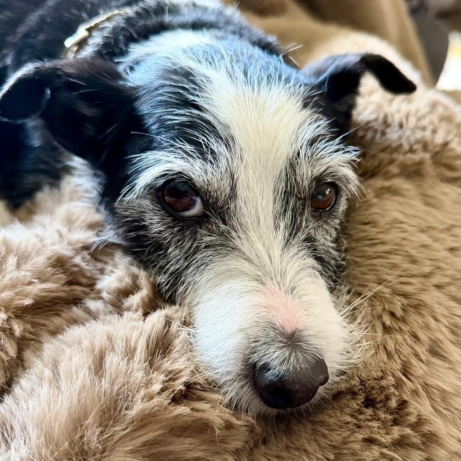 Zeke, an adoptable Terrier in Los Angeles, CA image 2/5