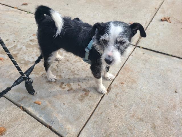 Enlarge Zeke, an adoptable Terrier in Los Angeles, CA image 1/1