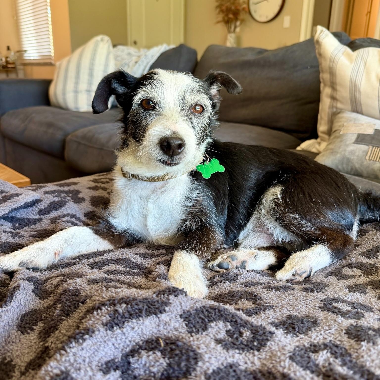 Zeke, an adoptable Terrier in Los Angeles, CA image 1/5