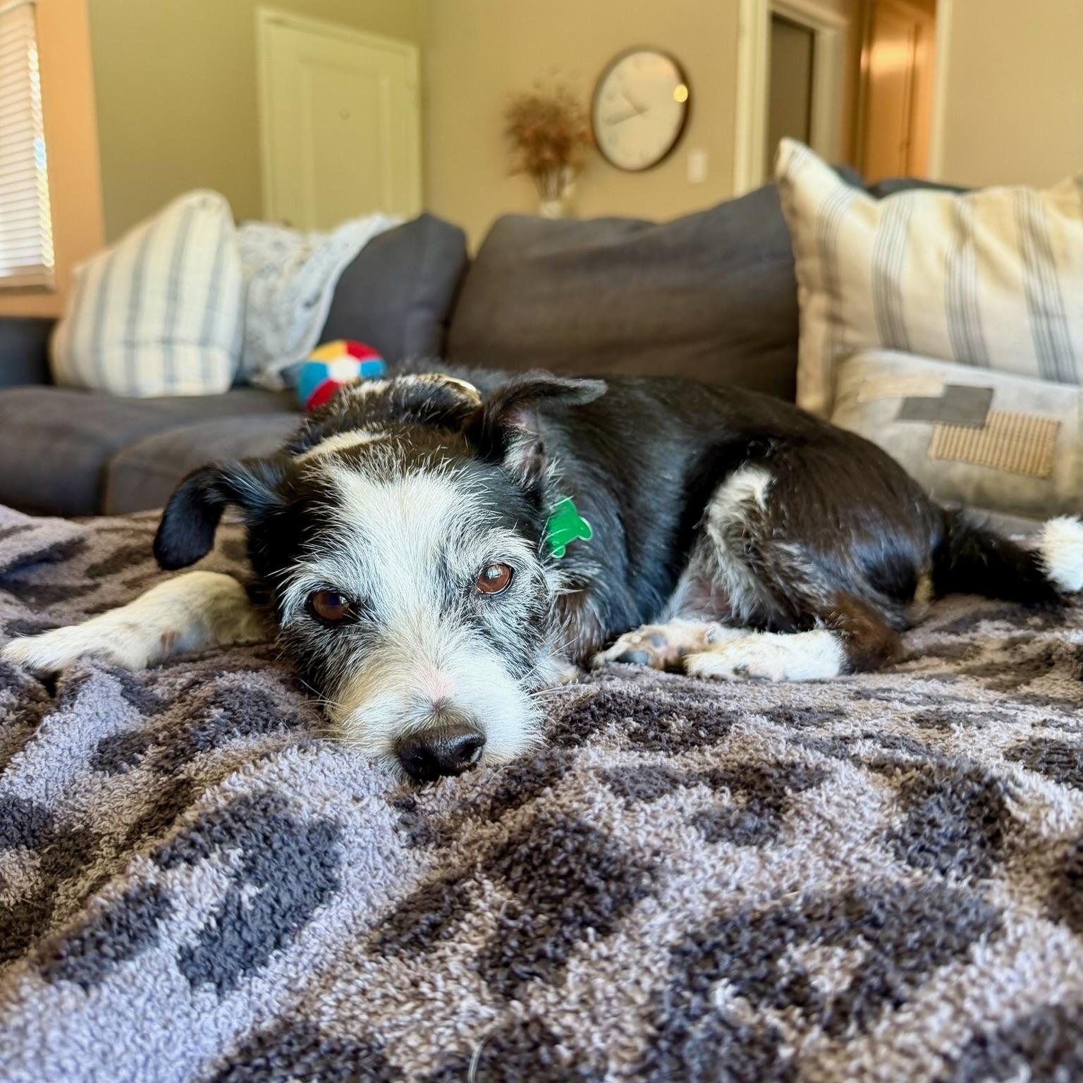 Zeke, an adoptable Terrier in Los Angeles, CA image 5/5