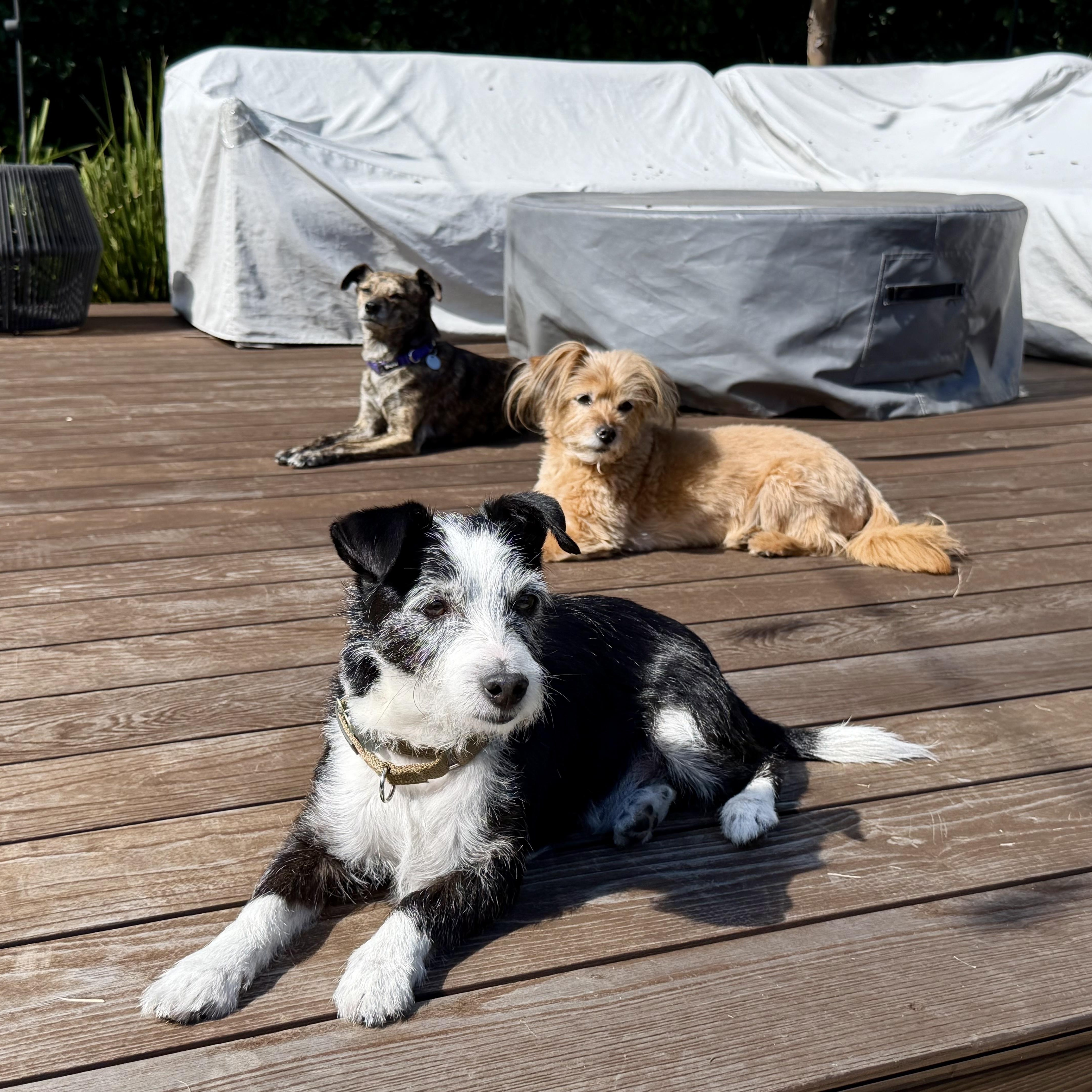 Zeke, an adoptable Terrier in Los Angeles, CA image 3/5