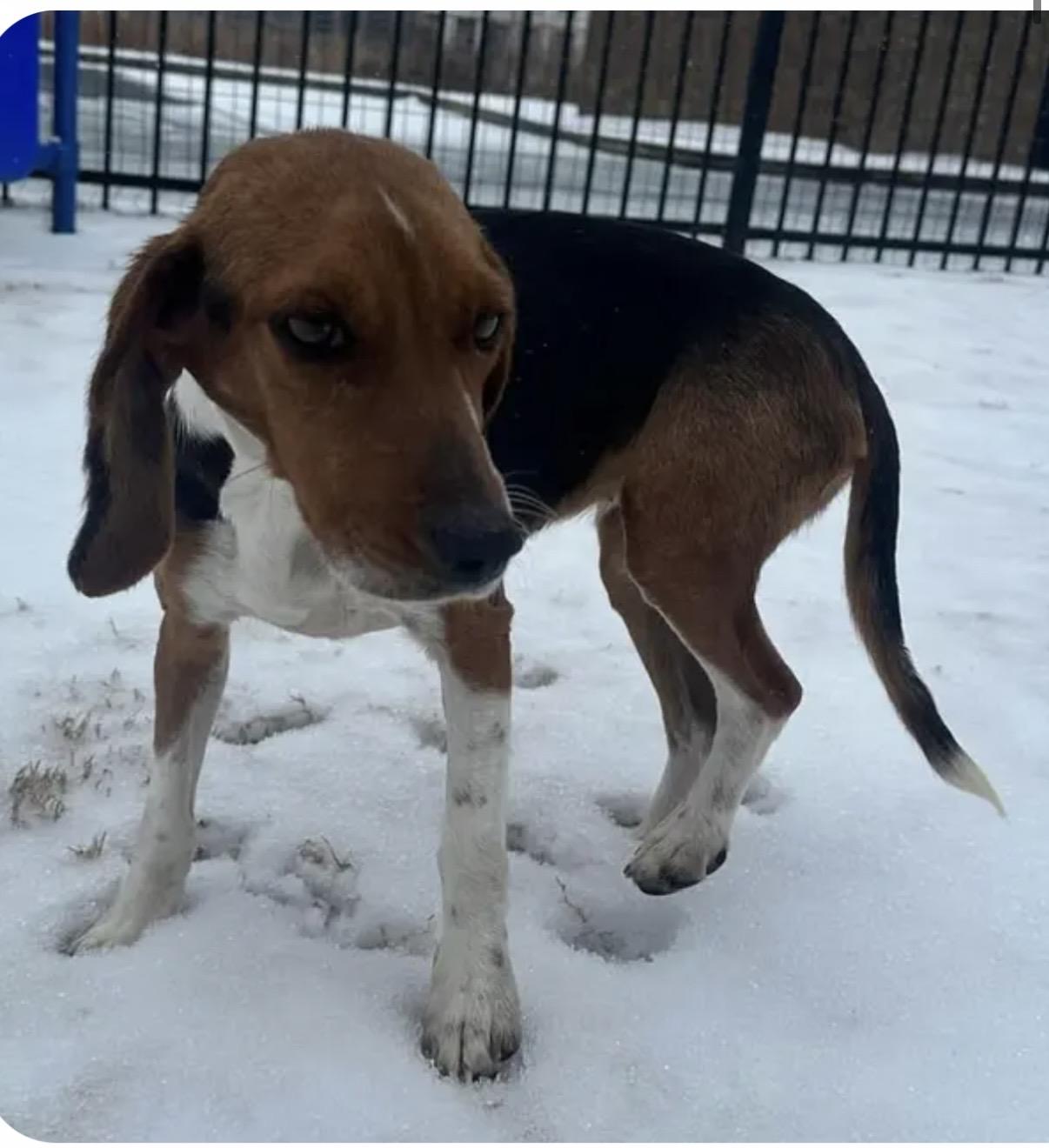 Enlarge Scout , a ADOPTABLE Beagle in Monroe, GA image 2/2