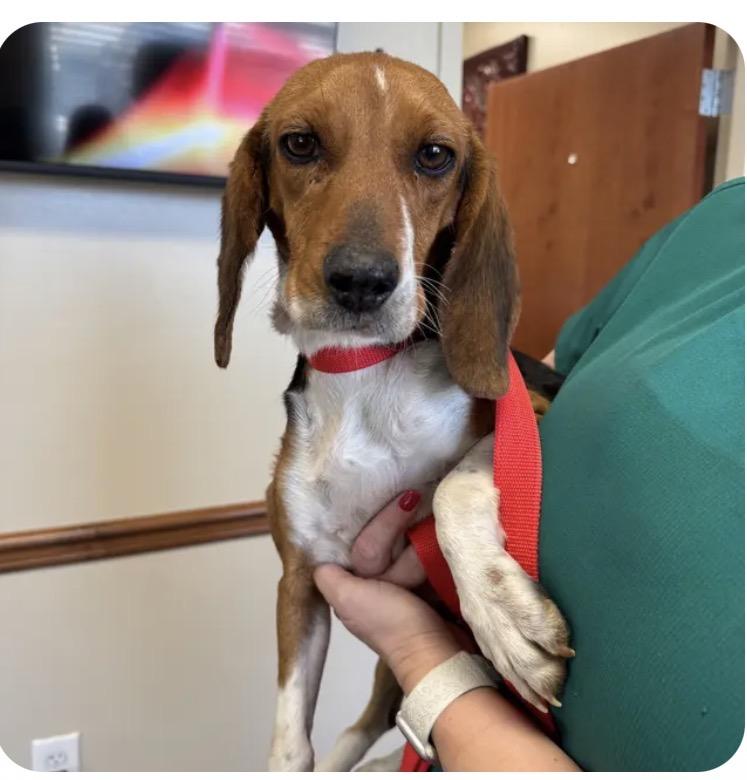 Enlarge Scout , a ADOPTABLE Beagle in Monroe, GA image 1/2