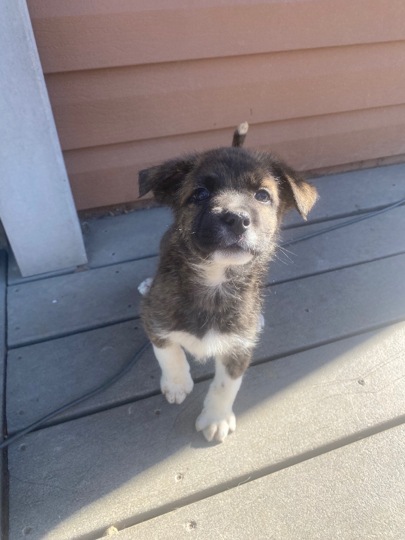Kanga, Adopted, Puppy Female Mixed Breed.