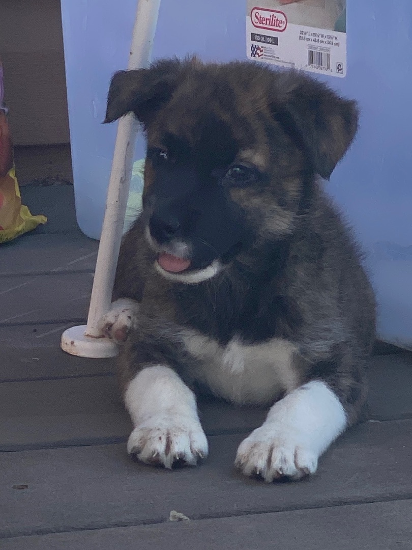 Enlarge Kanga, a Adopted Mixed Breed in Havre, MT image 2/11