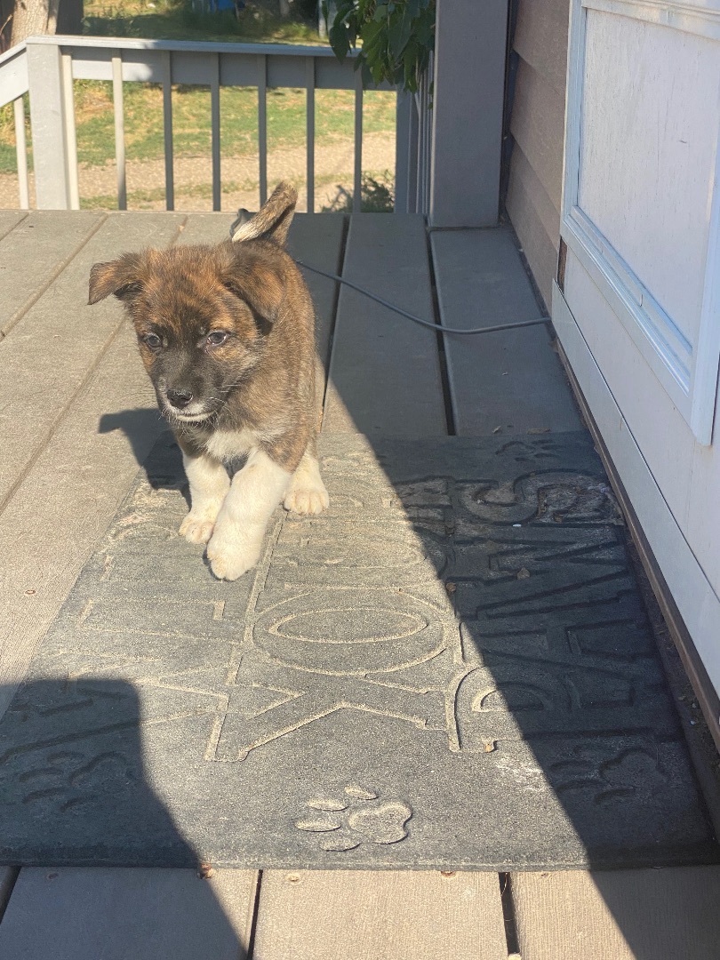 Enlarge Kanga, a Adopted Mixed Breed in Havre, MT image 3/11