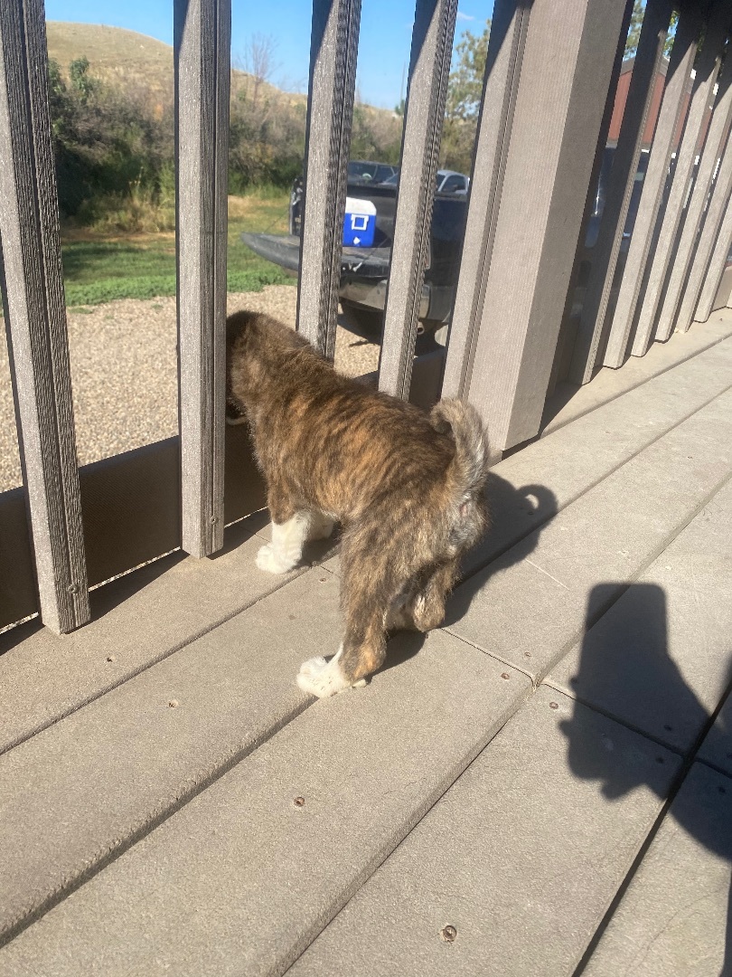 Enlarge Kanga, a Adopted Mixed Breed in Havre, MT image 4/11