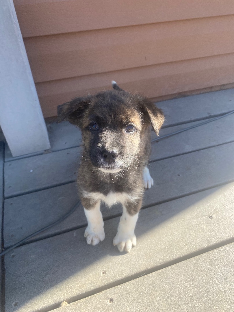 Enlarge Kanga, a Adopted Mixed Breed in Havre, MT image 5/11