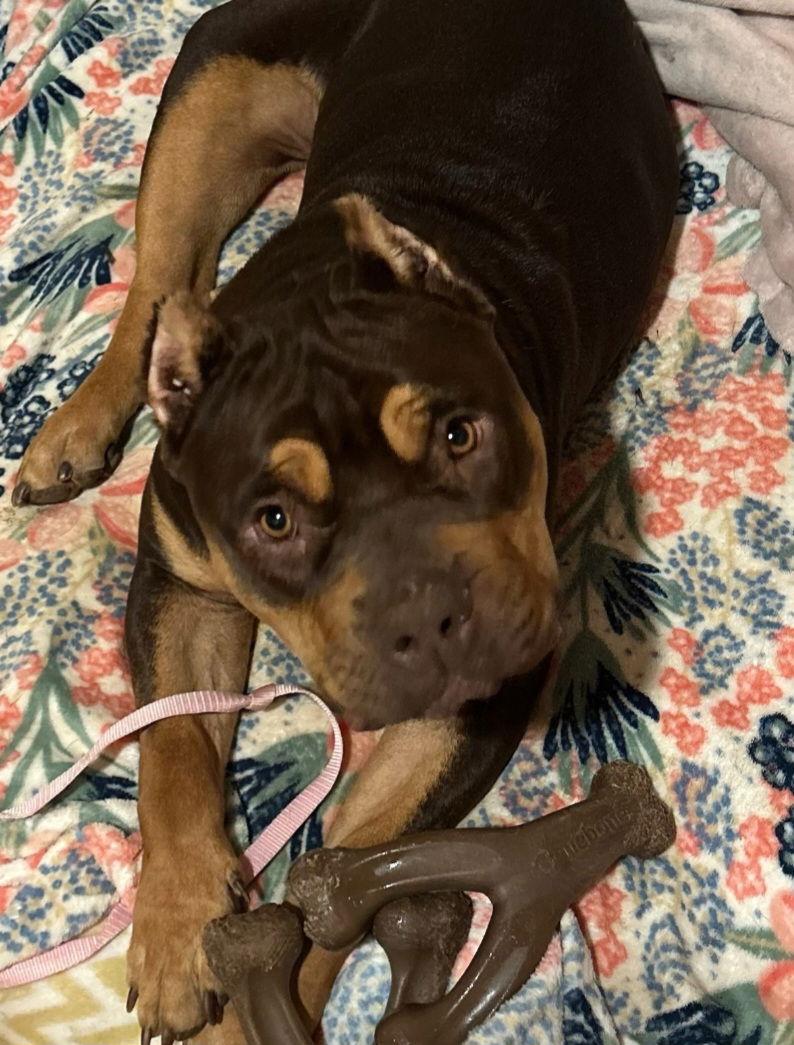 Buttercup, a Adoptable mixed breed in San Diego, CA image 1/3