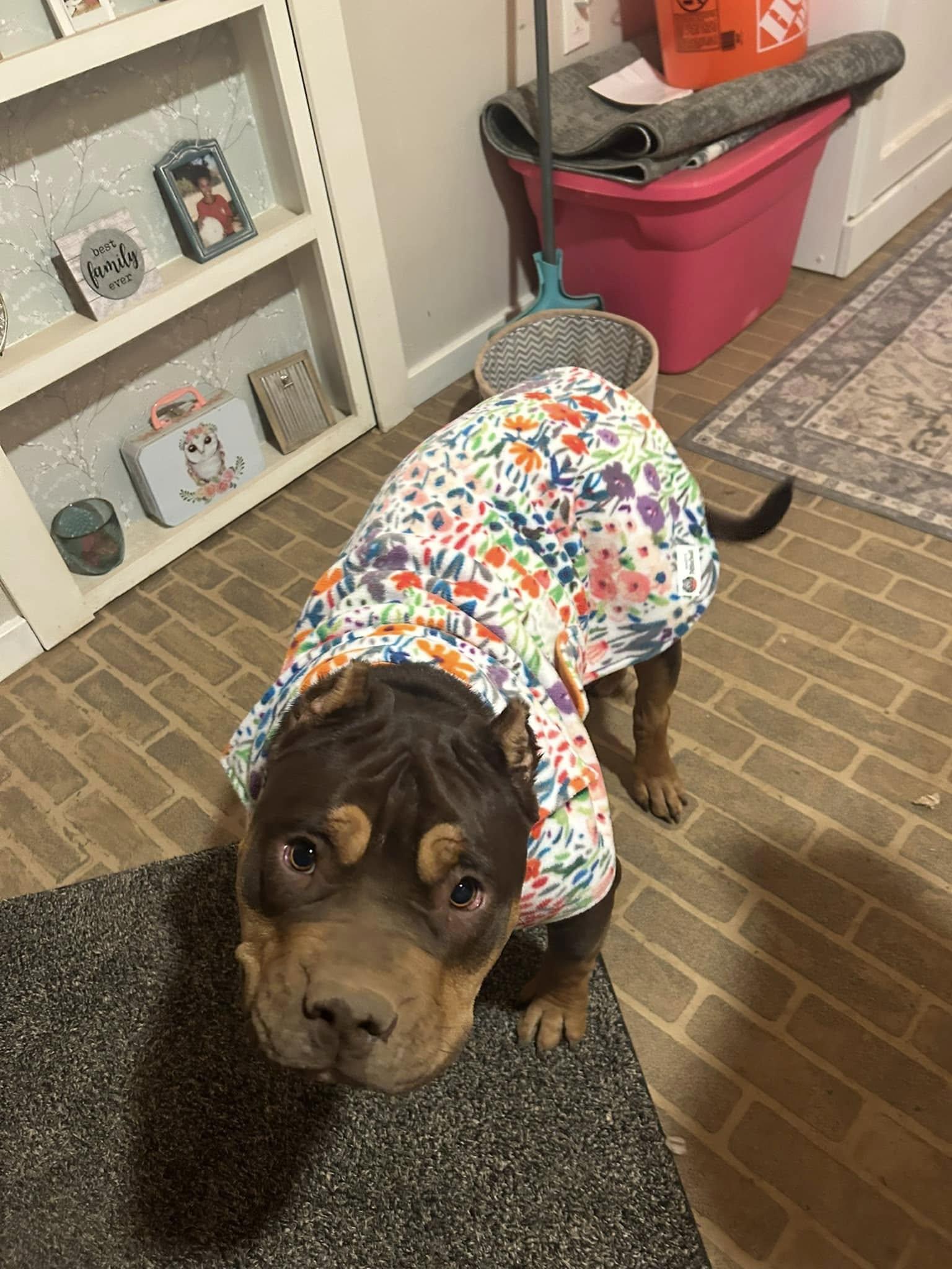 Buttercup, a Adoptable mixed breed in San Diego, CA image 2/3