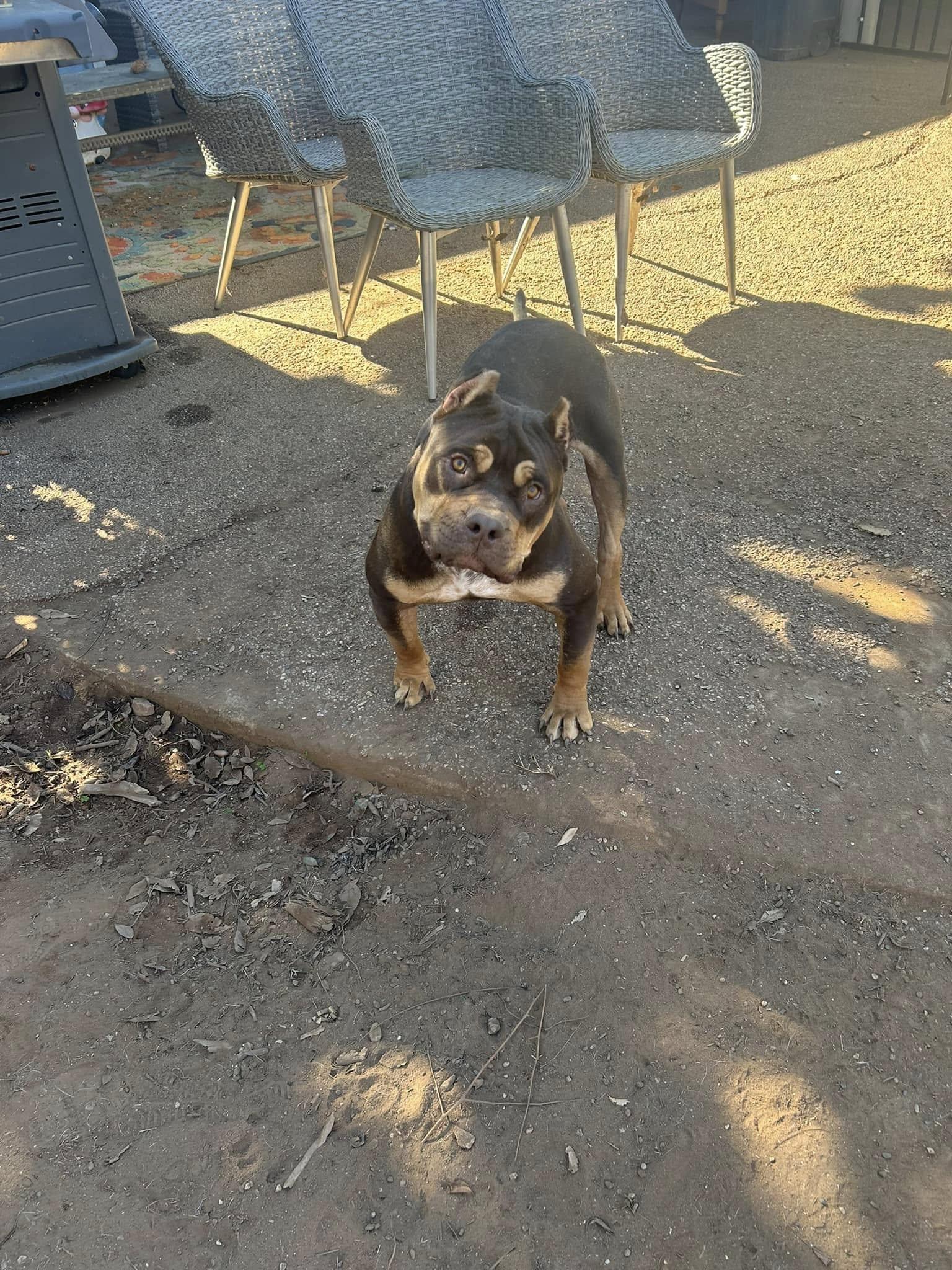 Buttercup, a Adoptable mixed breed in San Diego, CA image 3/3